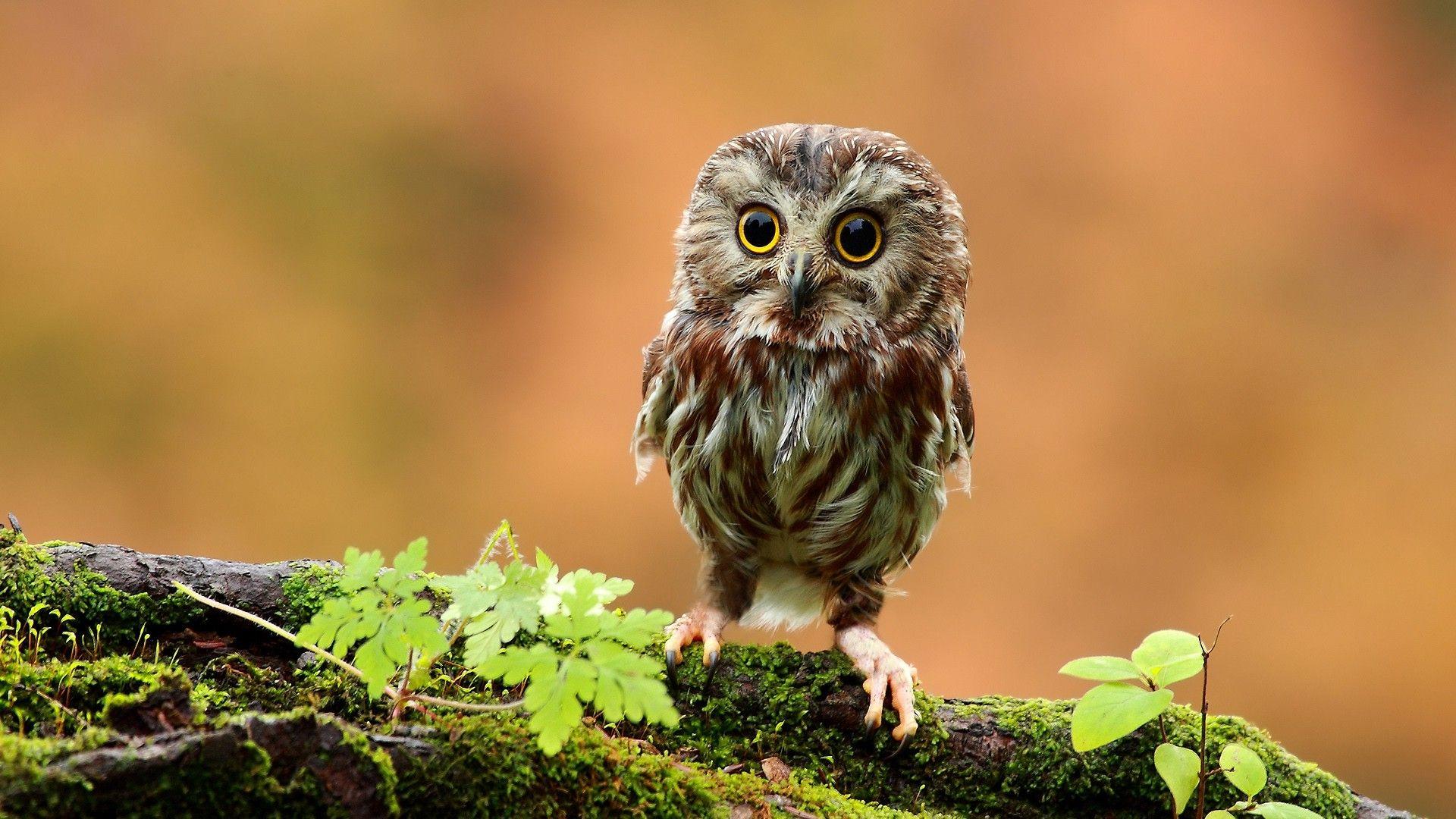 Baby Owl Wallpapers Top Free Baby Owl Backgrounds WallpaperAccess
