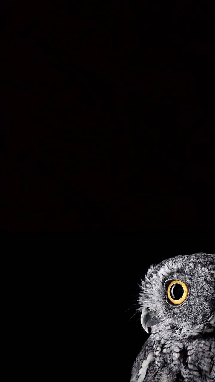Black Owl Wallpapers Top Free Black Owl Backgrounds WallpaperAccess
