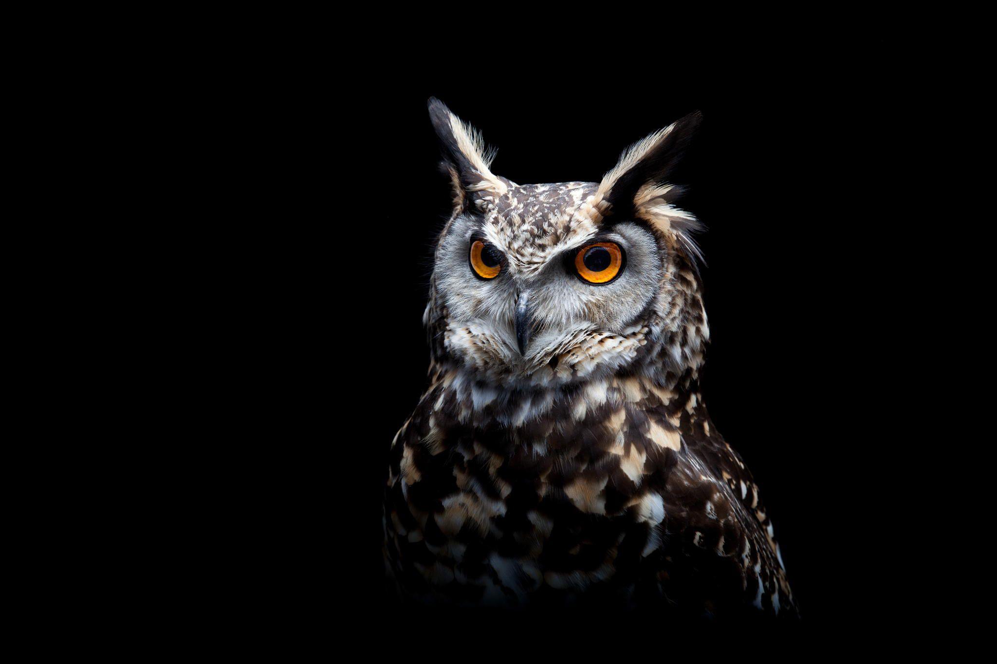 Dark Owl Wallpapers Top Free Dark Owl Backgrounds WallpaperAccess