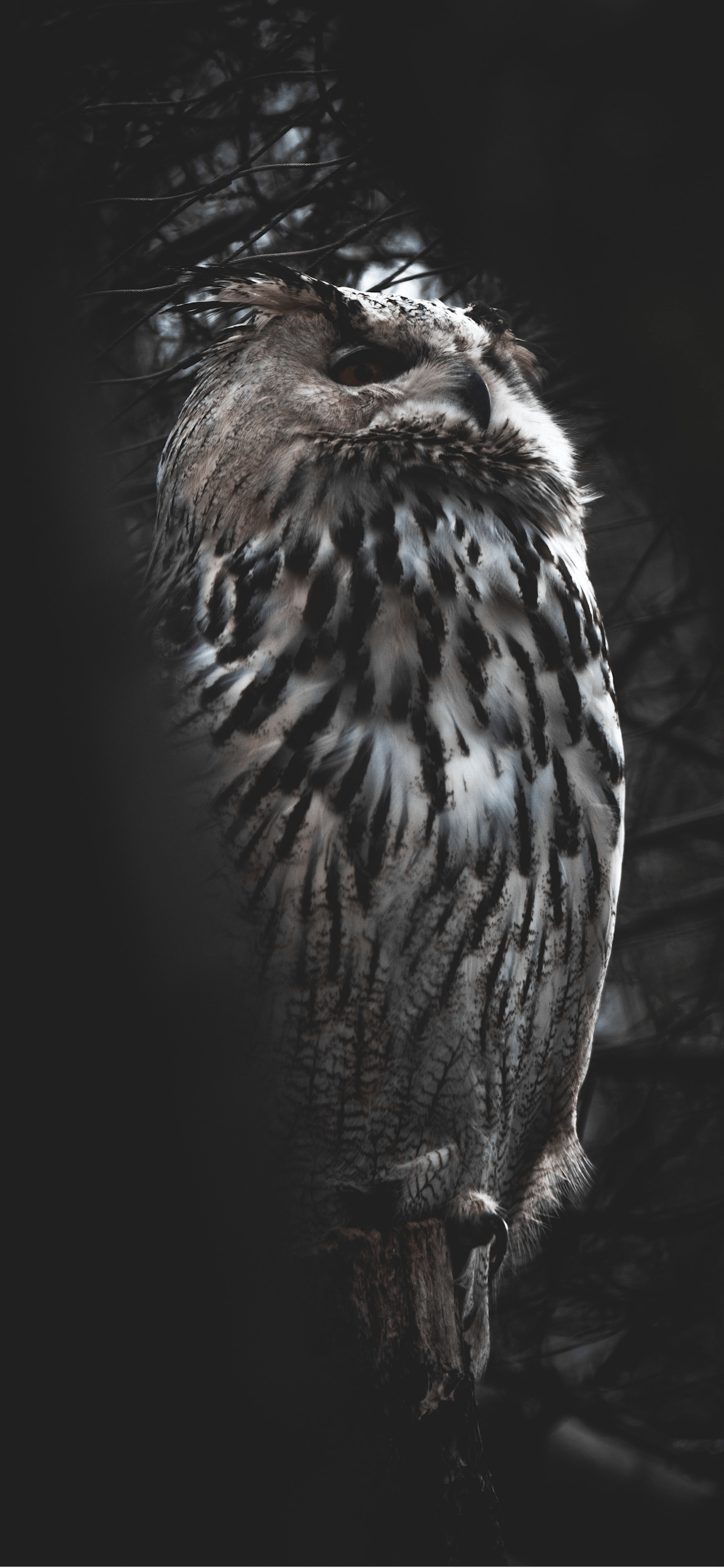Dark Owl Wallpapers Top Free Dark Owl Backgrounds WallpaperAccess