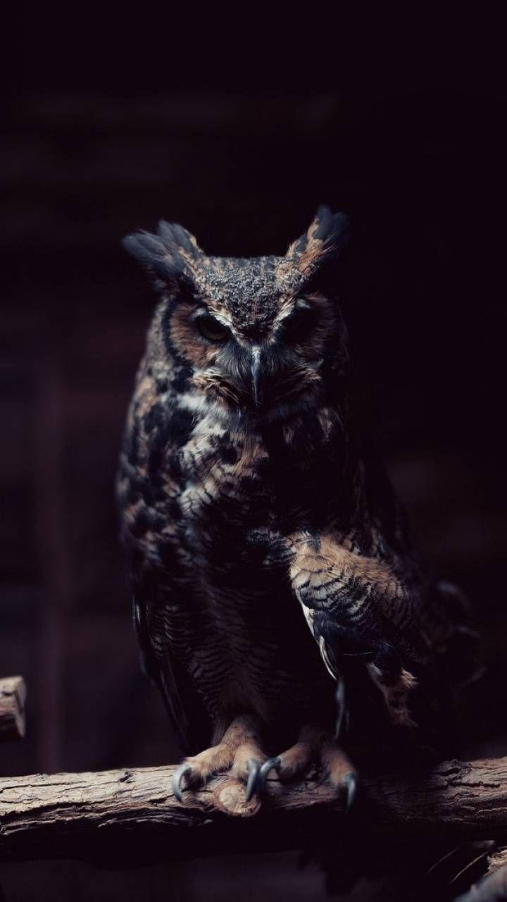 Owl Phone Wallpapers Top Free Owl Phone Backgrounds WallpaperAccess