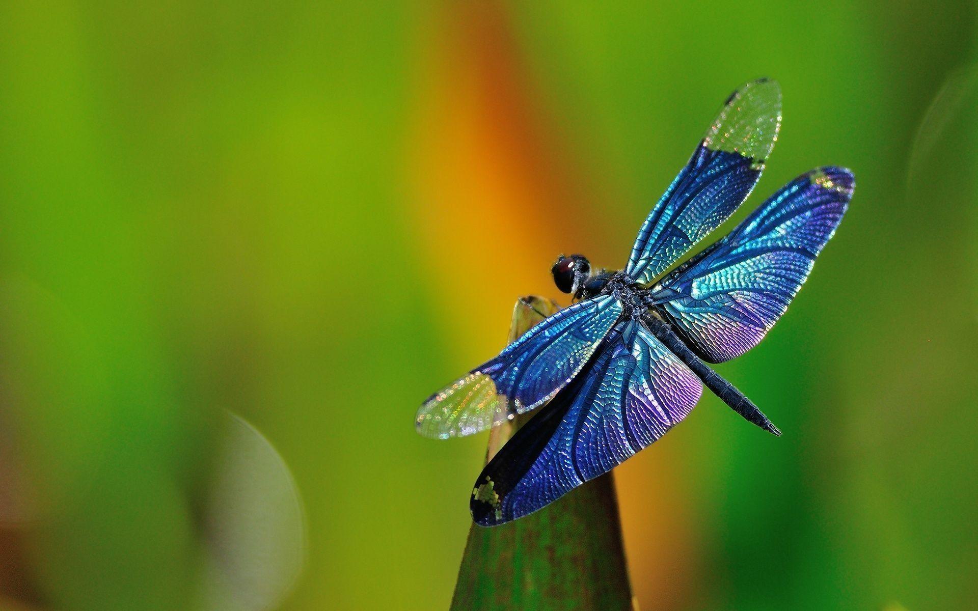 Dragonfly Wallpapers Top Free Dragonfly Backgrounds WallpaperAccess