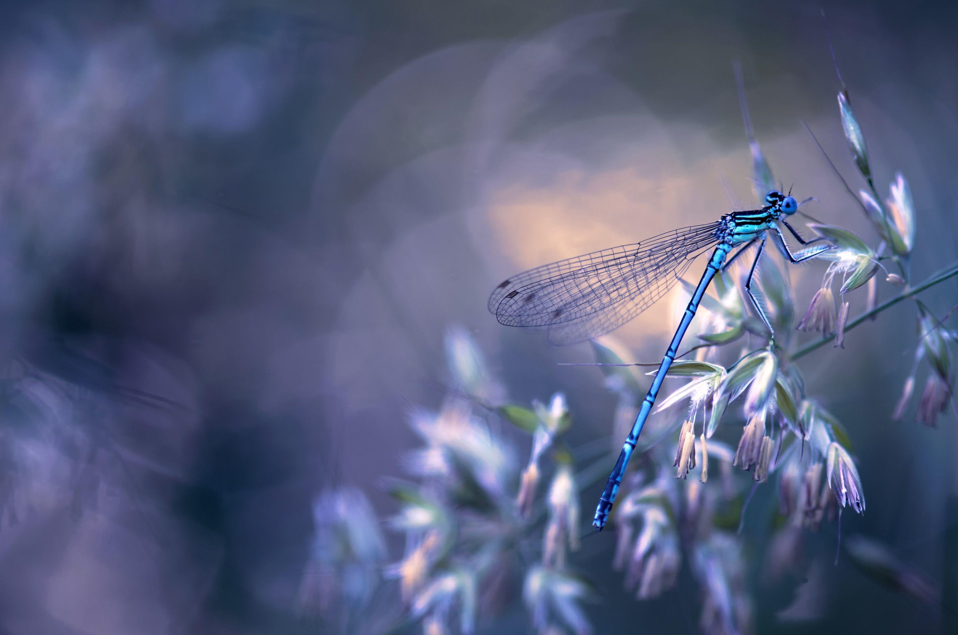 Dragonfly Wallpapers Top Free Dragonfly Backgrounds WallpaperAccess