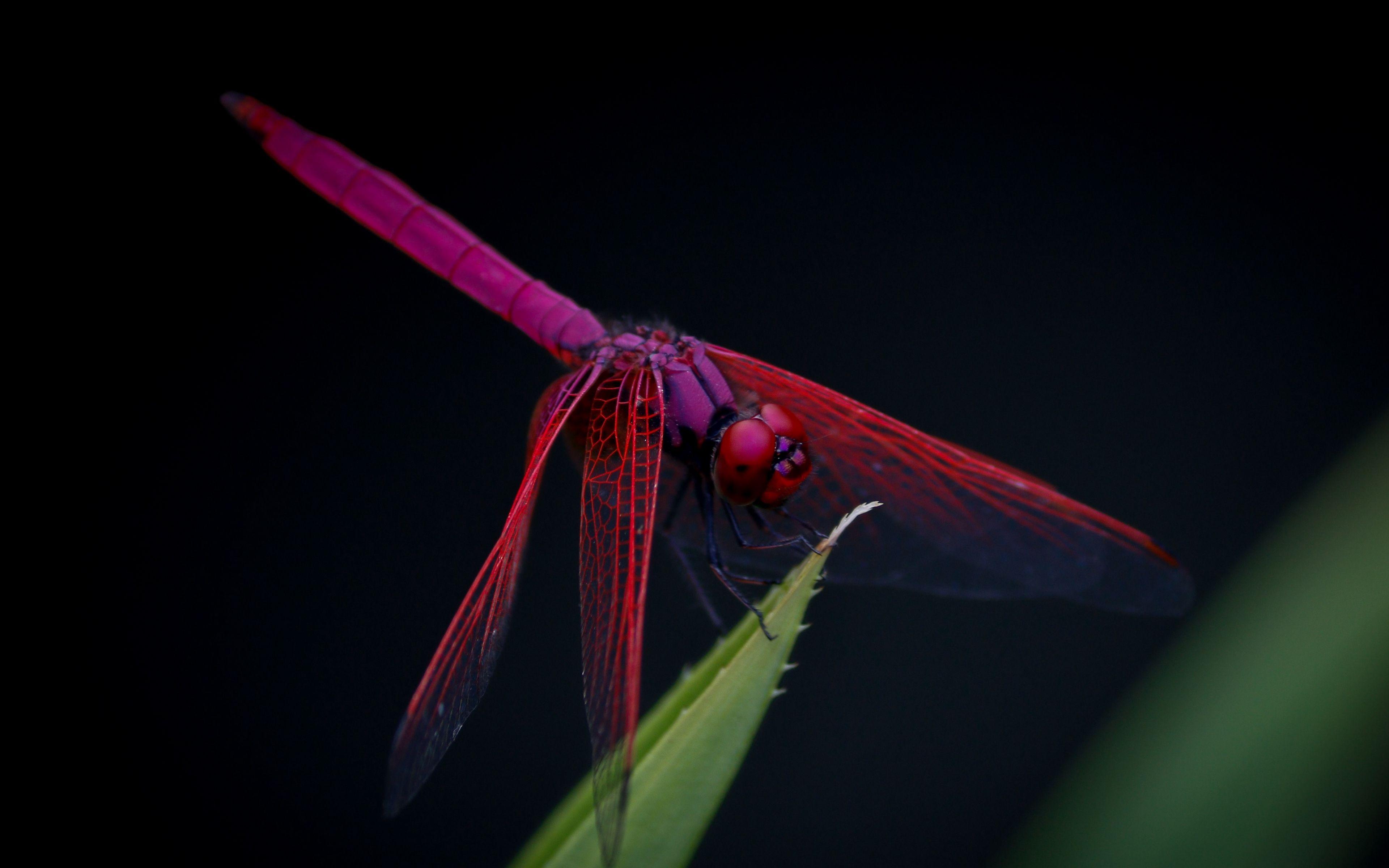 Dragonfly Wallpapers Top Free Dragonfly Backgrounds WallpaperAccess