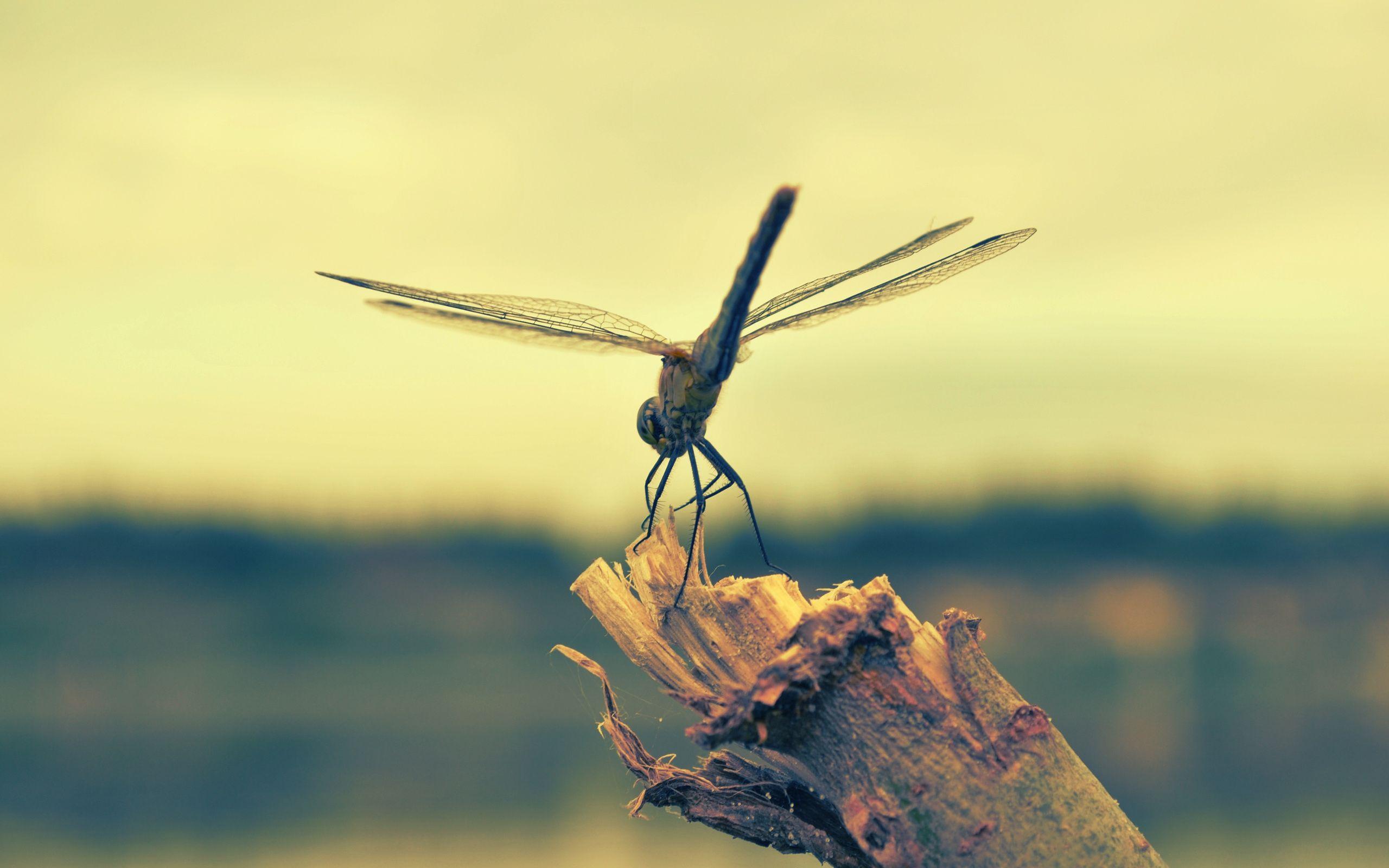 Dragonfly Wallpapers Top Free Dragonfly Backgrounds WallpaperAccess