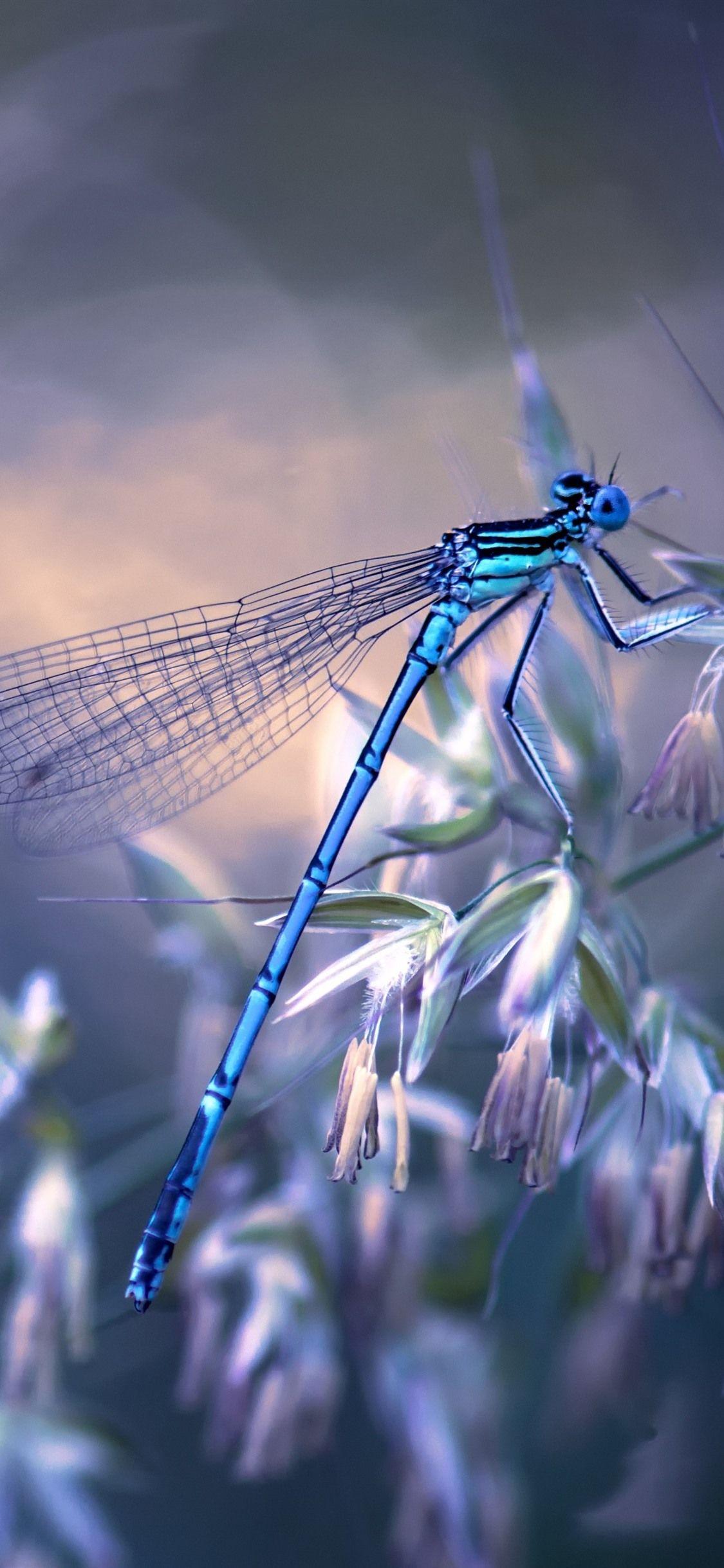 Dragonfly Wallpapers Top Free Dragonfly Backgrounds WallpaperAccess