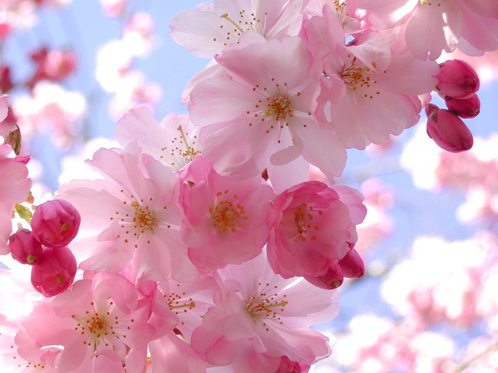 Cute Pink Flower Wallpapers Top Free Cute Pink Flower Backgrounds