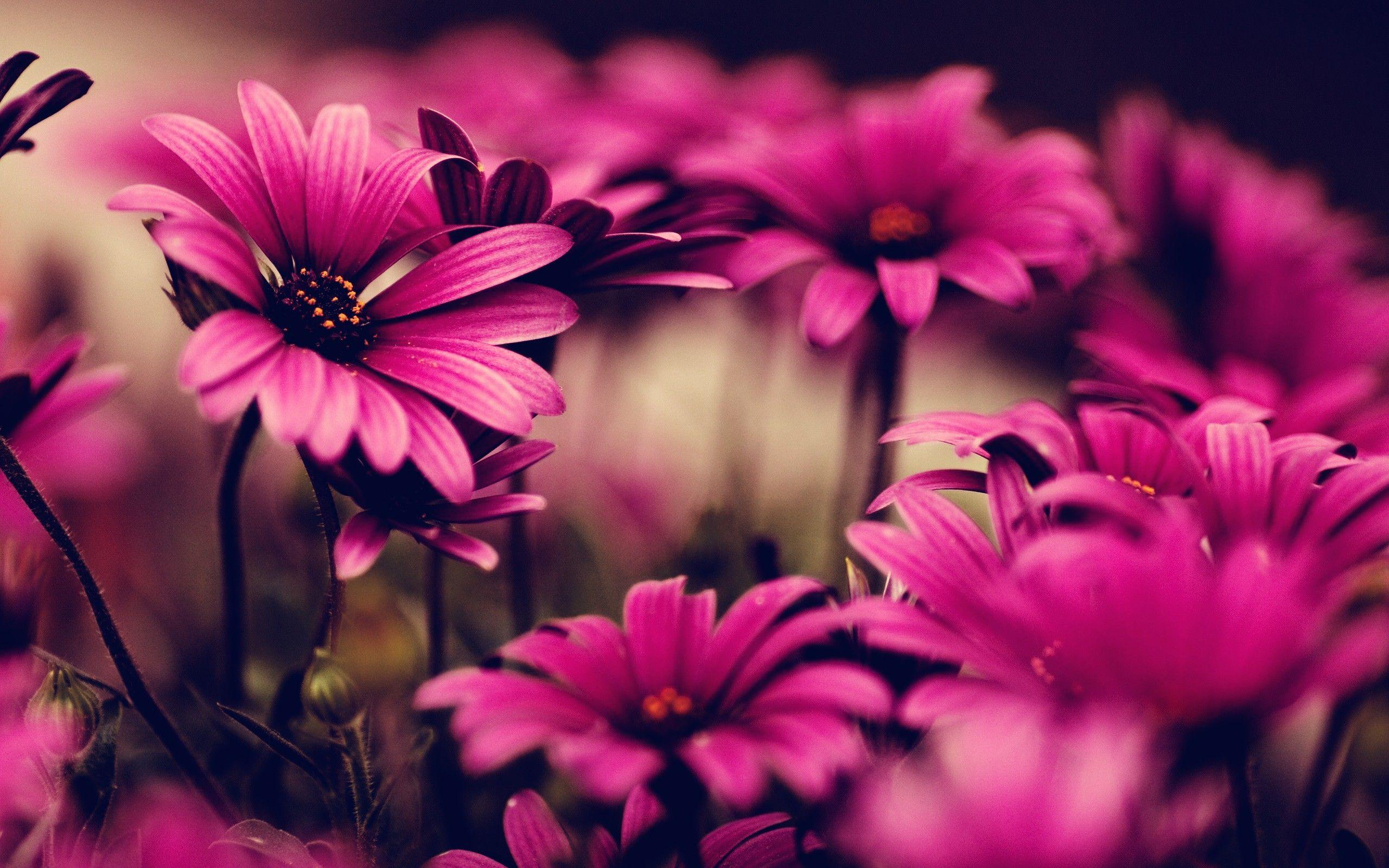 Pink Flowers HD Wallpapers Top Free Pink Flowers HD Backgrounds