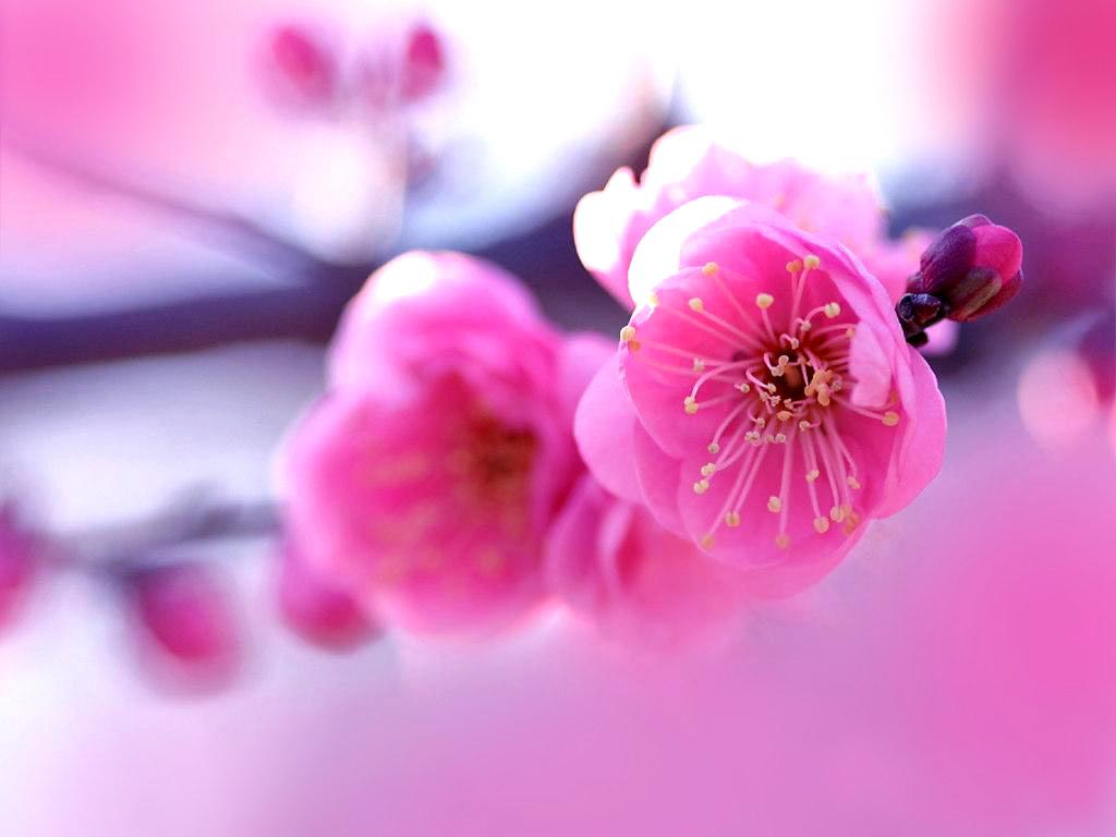 Pink Flowers HD Wallpapers Top Free Pink Flowers HD Backgrounds