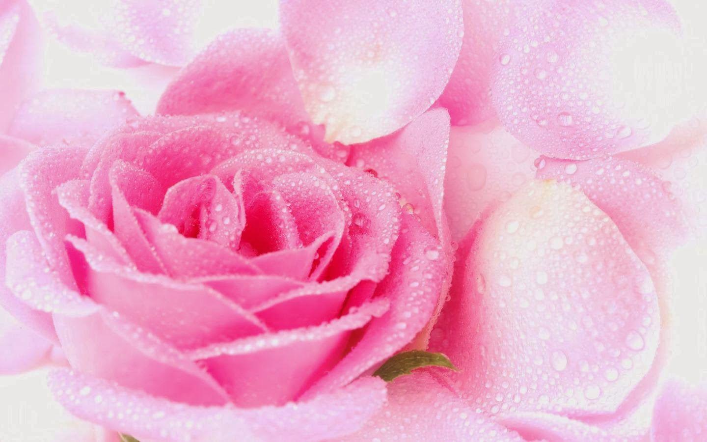 Cute Pink Flower Wallpapers Top Free Cute Pink Flower Backgrounds