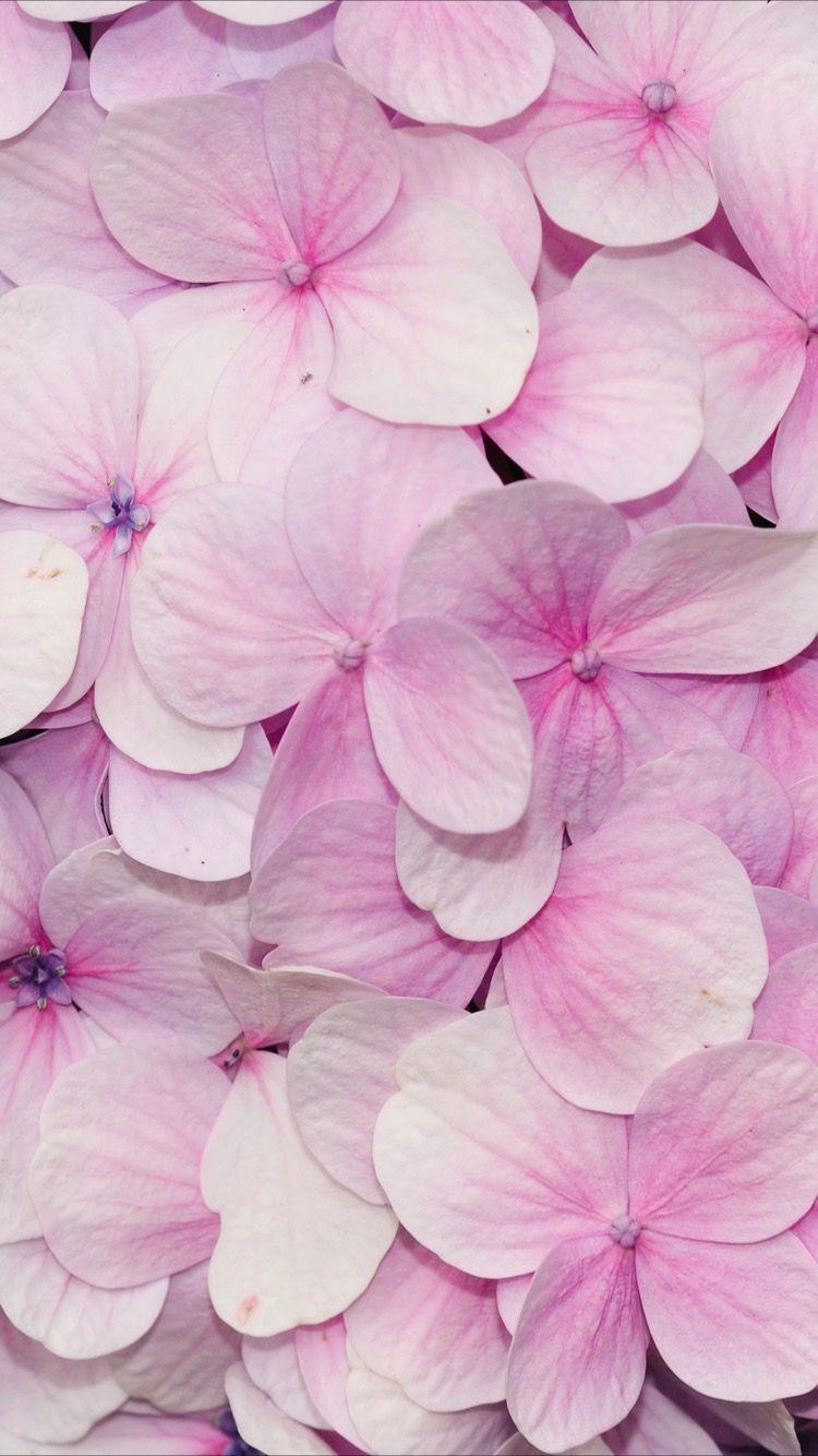Cute Pink Flower Wallpapers Top Free Cute Pink Flower Backgrounds