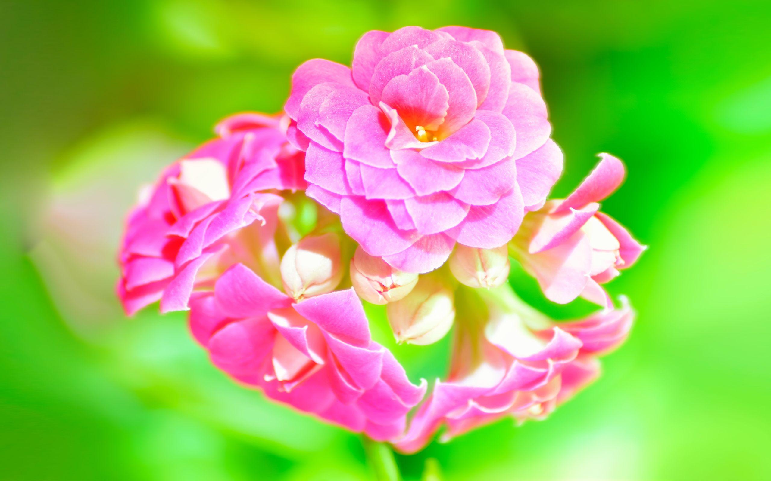 Cute Pink Flower Wallpapers Top Free Cute Pink Flower Backgrounds