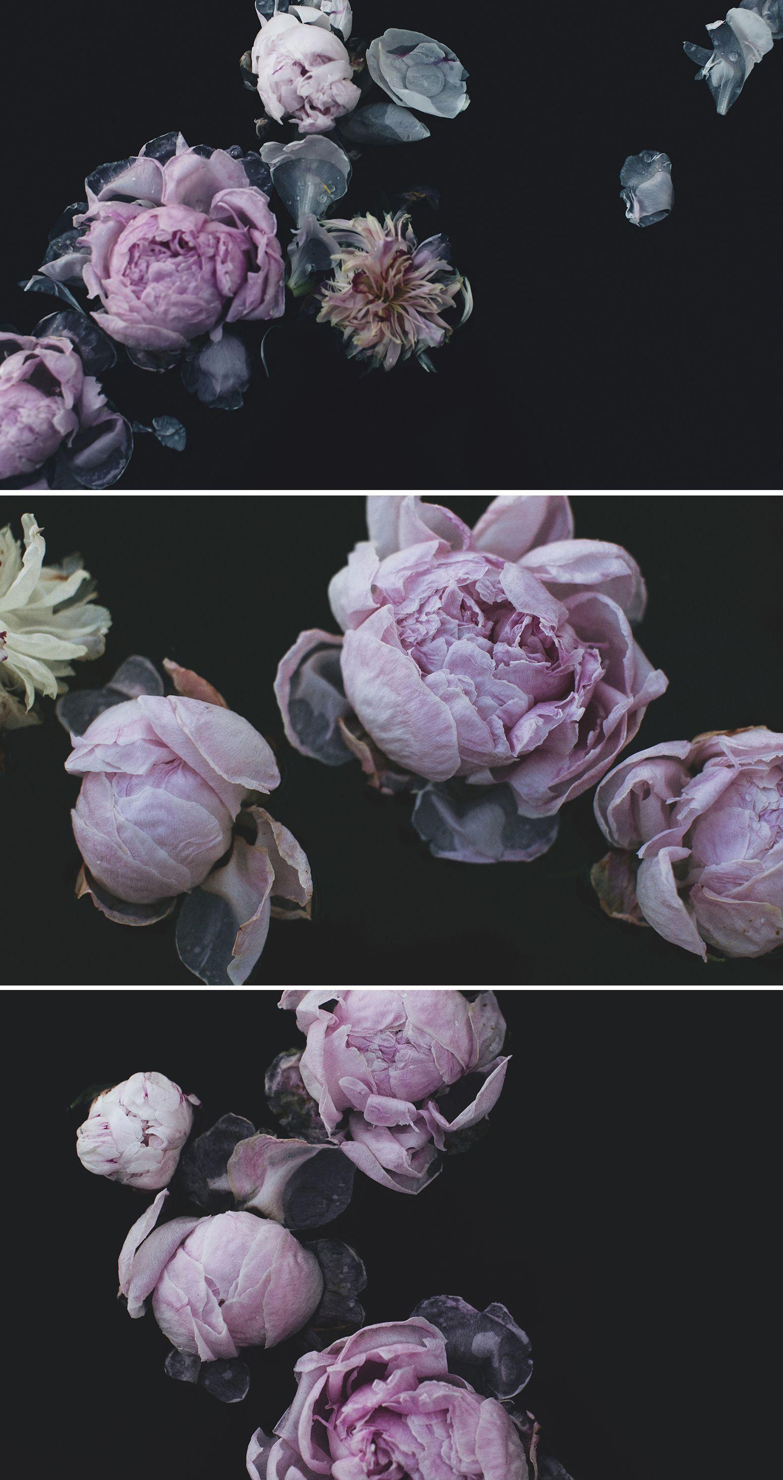 29 Best Dark Floral Desktop Wallpaper Free To Download Lumegram