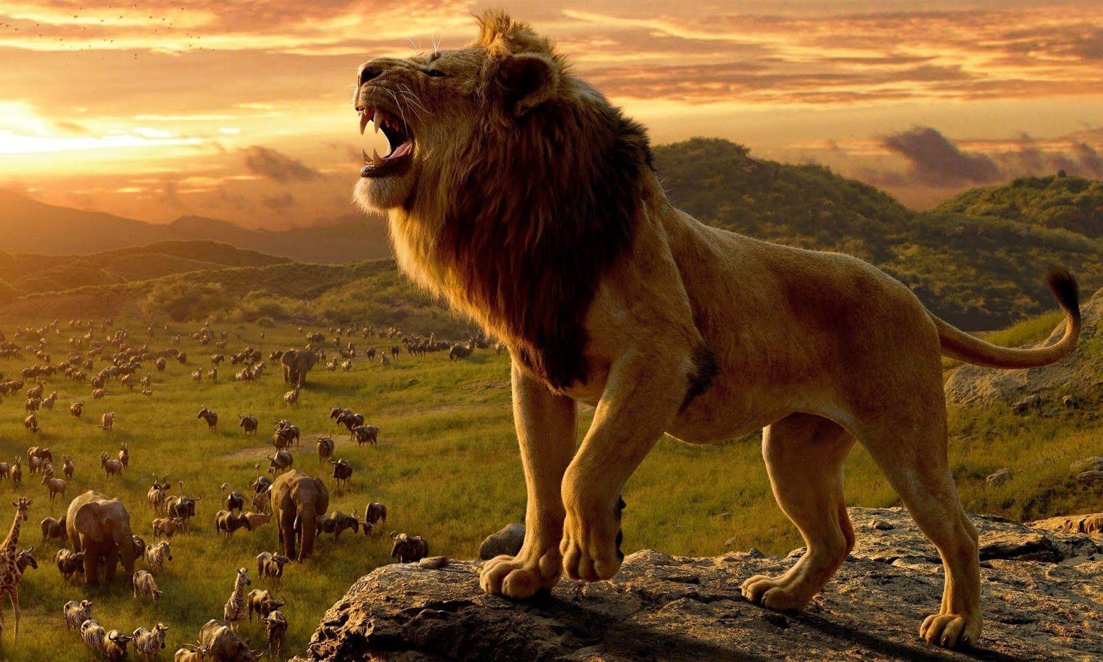 Lion King Disney Wallpapers Top Free Lion King Disney Backgrounds