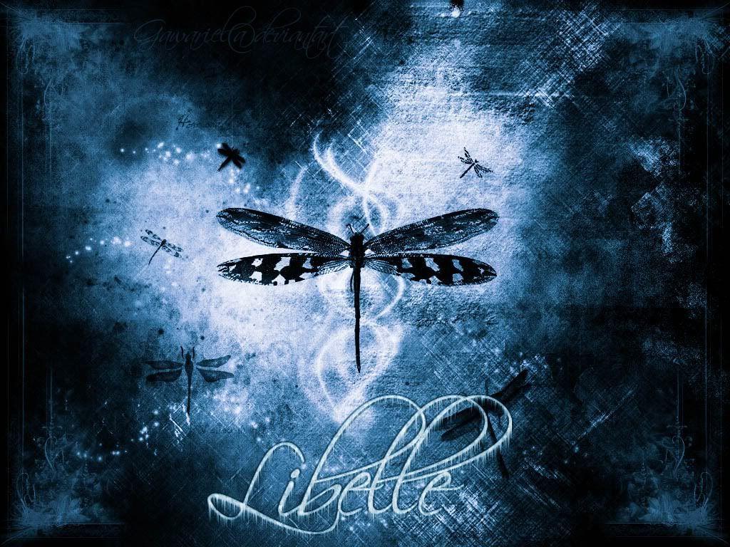 Dragonfly HD Wallpapers Top Free Dragonfly HD Backgrounds
