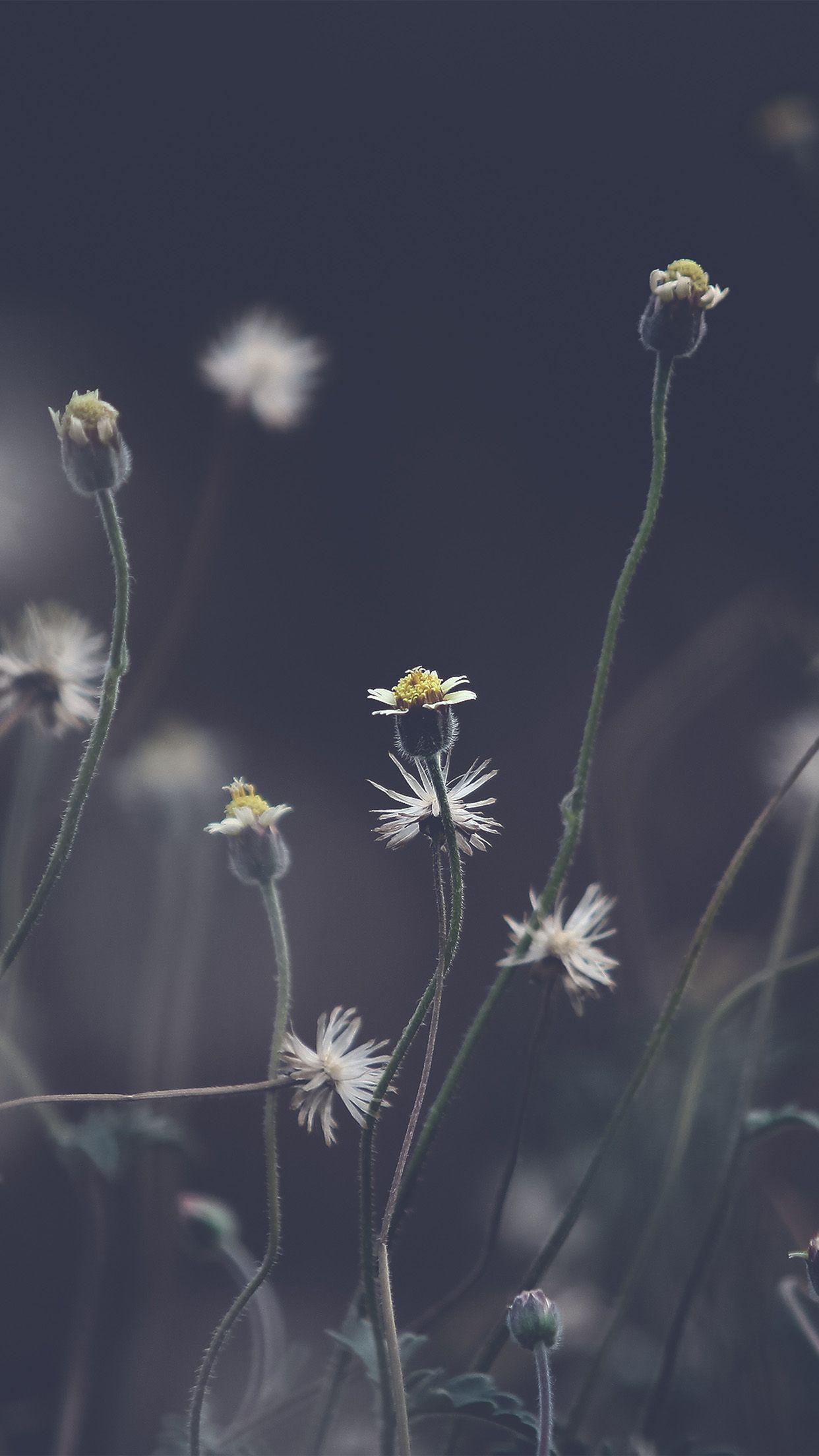 Dark Flower Wallpapers Top Free Dark Flower Backgrounds WallpaperAccess