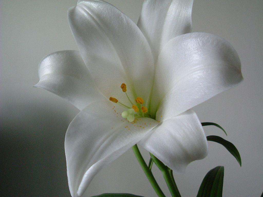 White Lily Wallpapers Top Free White Lily Backgrounds WallpaperAccess