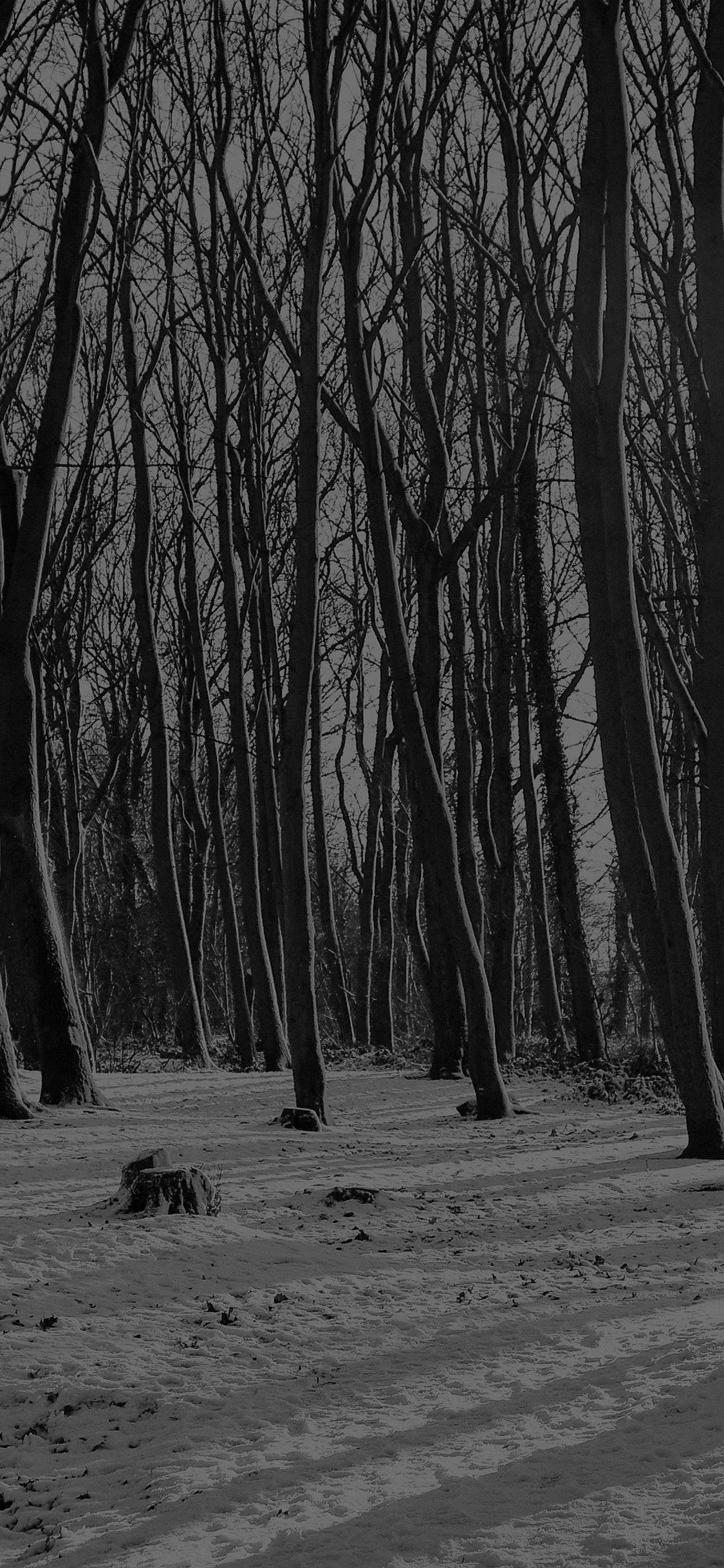 Dark Forest iPhone Wallpapers Top Free Dark Forest iPhone Backgrounds WallpaperAccess