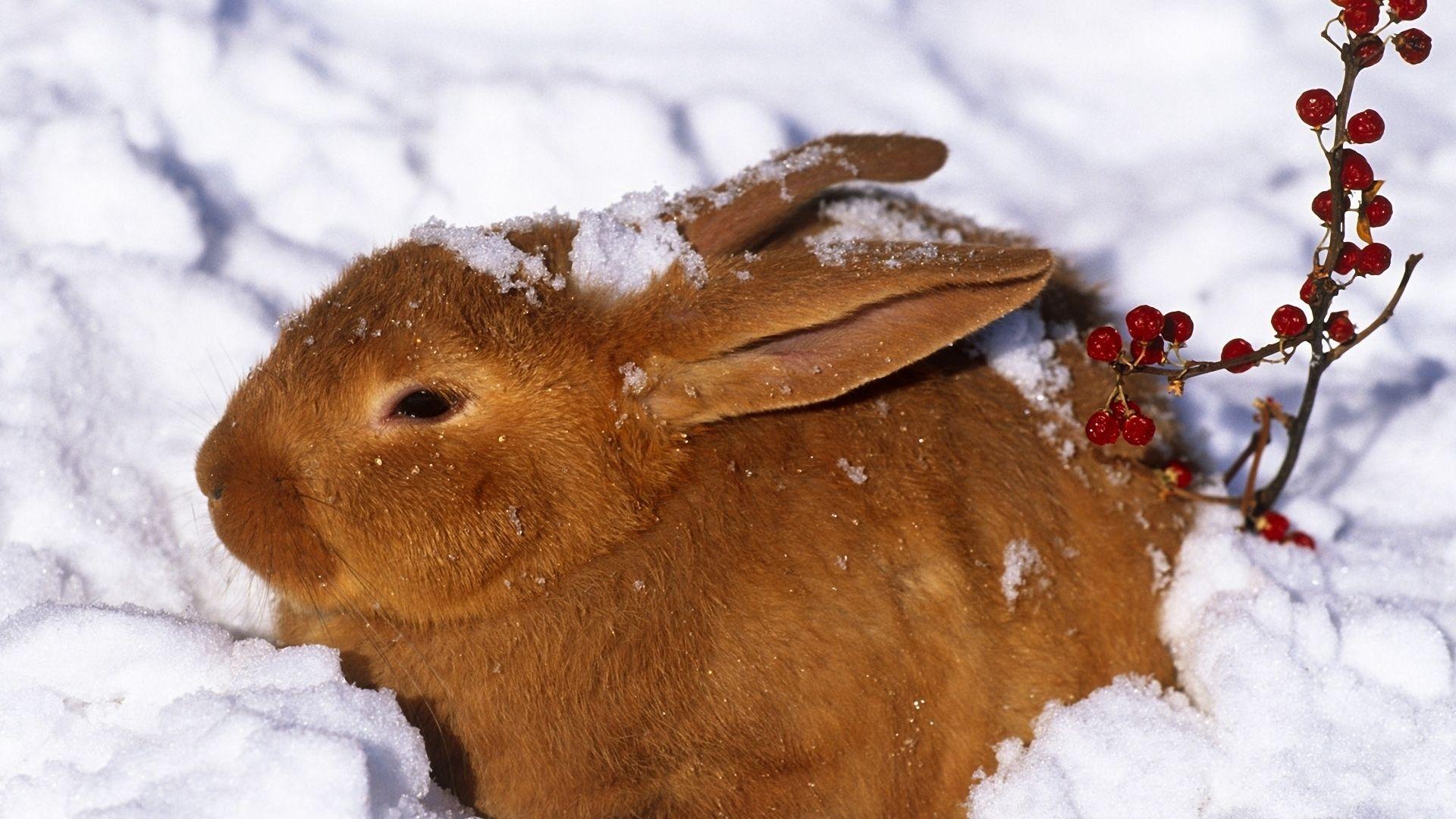 Winter Rabbit Wallpapers Top Free Winter Rabbit Backgrounds