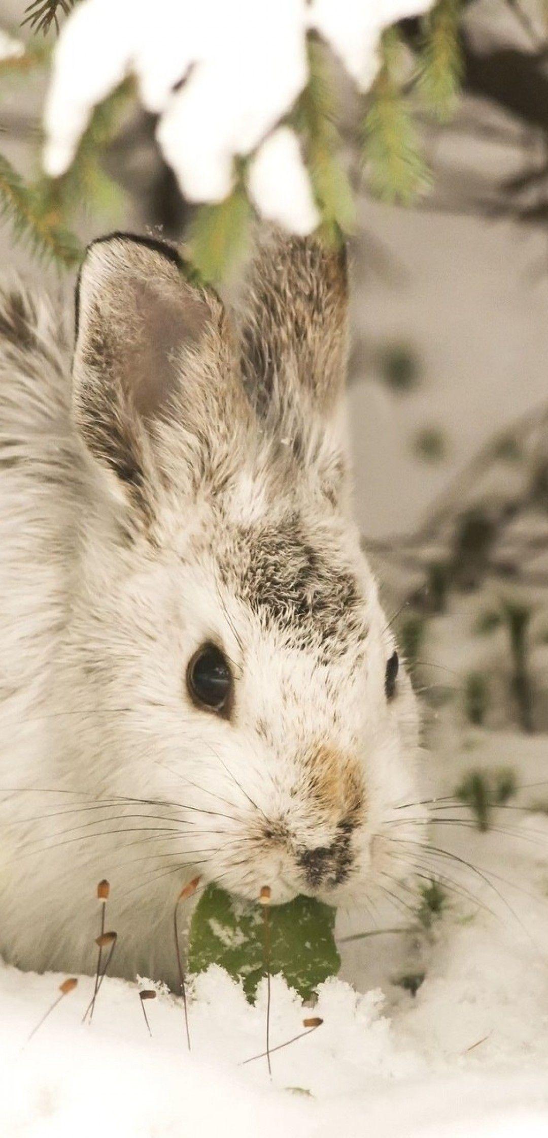 Snow Rabbit Wallpapers Top Free Snow Rabbit Backgrounds WallpaperAccess