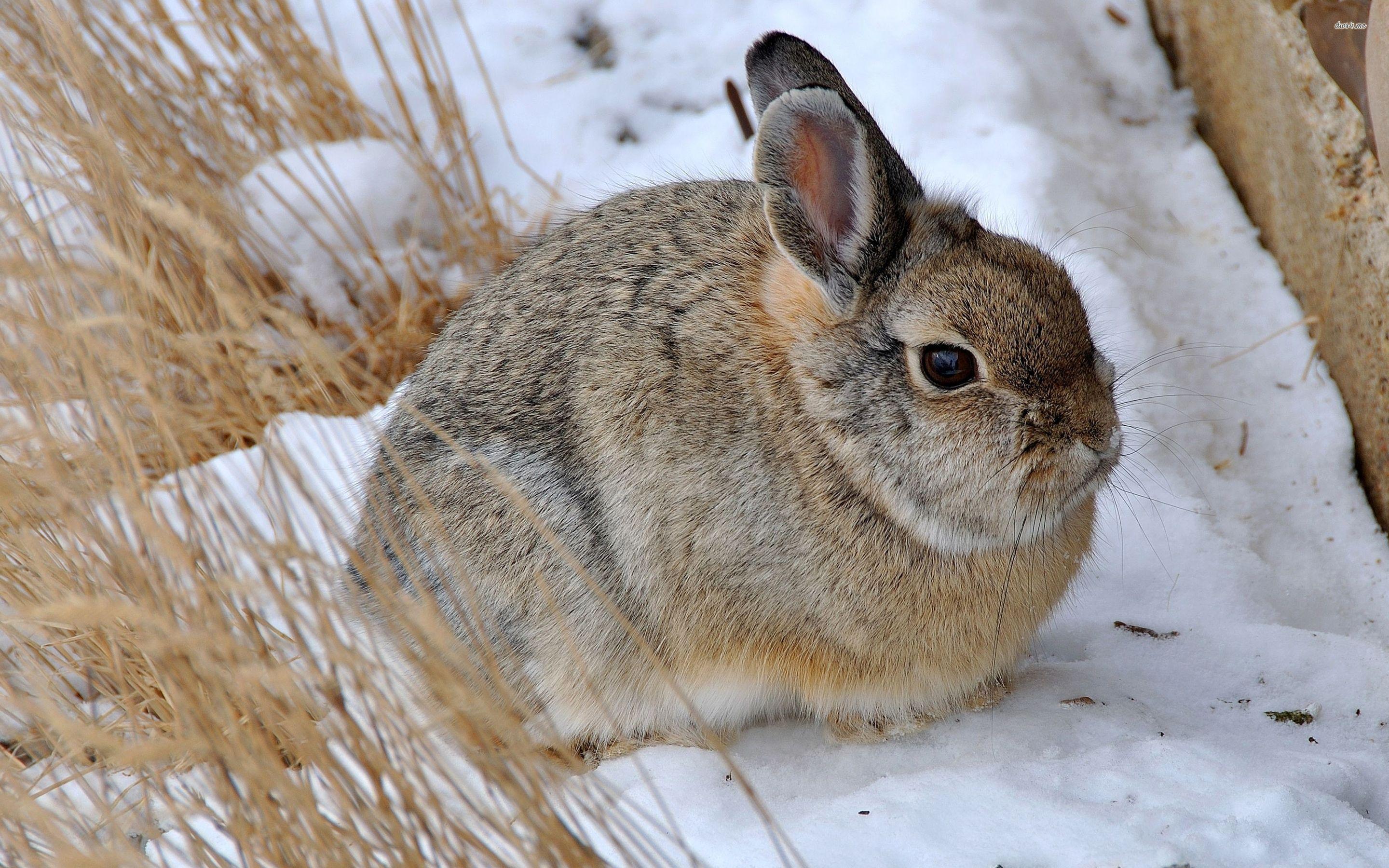 Snow Rabbit Wallpapers Top Free Snow Rabbit Backgrounds WallpaperAccess