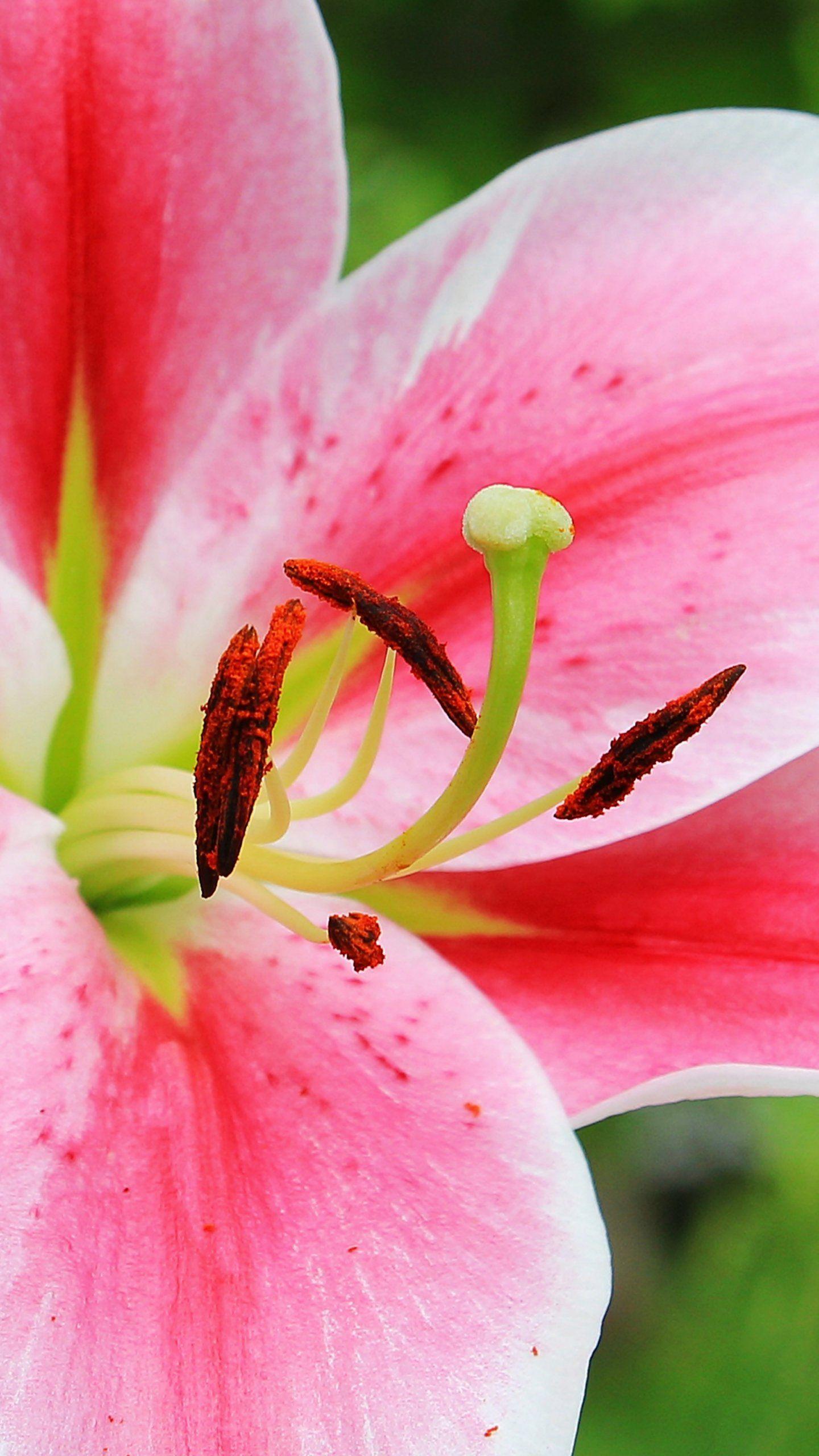 Lily iPhone Wallpapers Top Free Lily iPhone Backgrounds WallpaperAccess