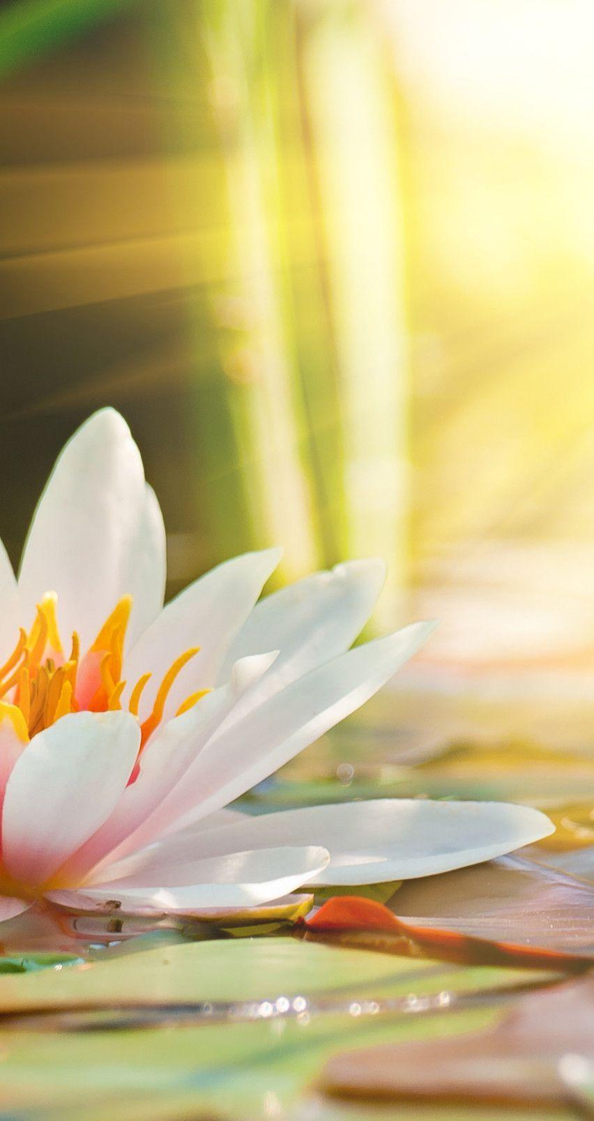 Lily iPhone Wallpapers Top Free Lily iPhone Backgrounds WallpaperAccess