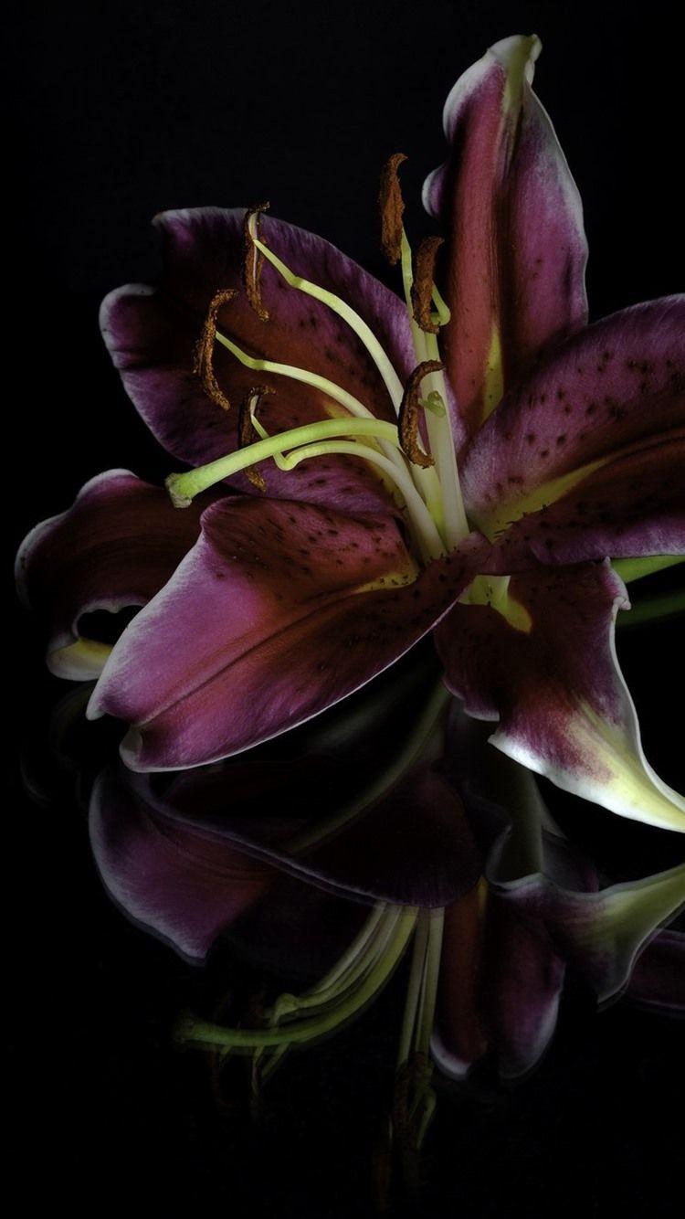 Lily iPhone Wallpapers Top Free Lily iPhone Backgrounds WallpaperAccess
