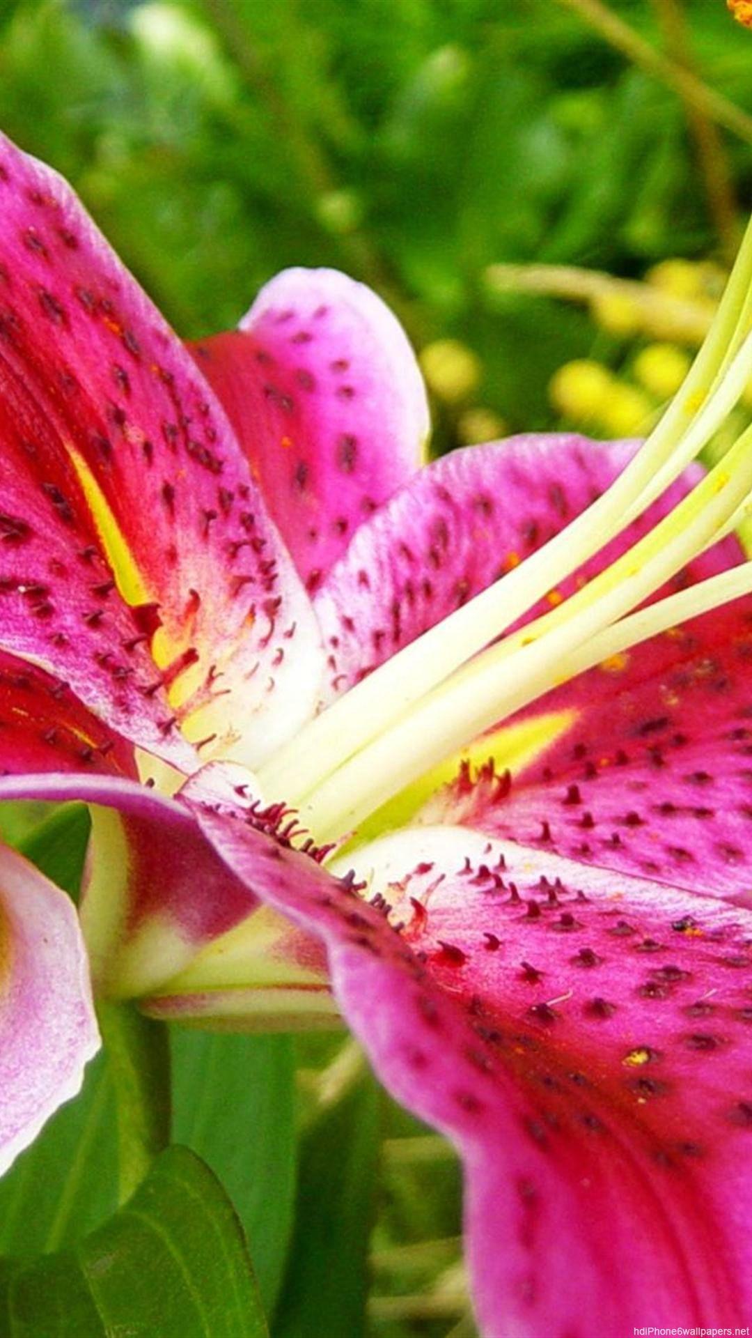 Lily iPhone Wallpapers Top Free Lily iPhone Backgrounds WallpaperAccess