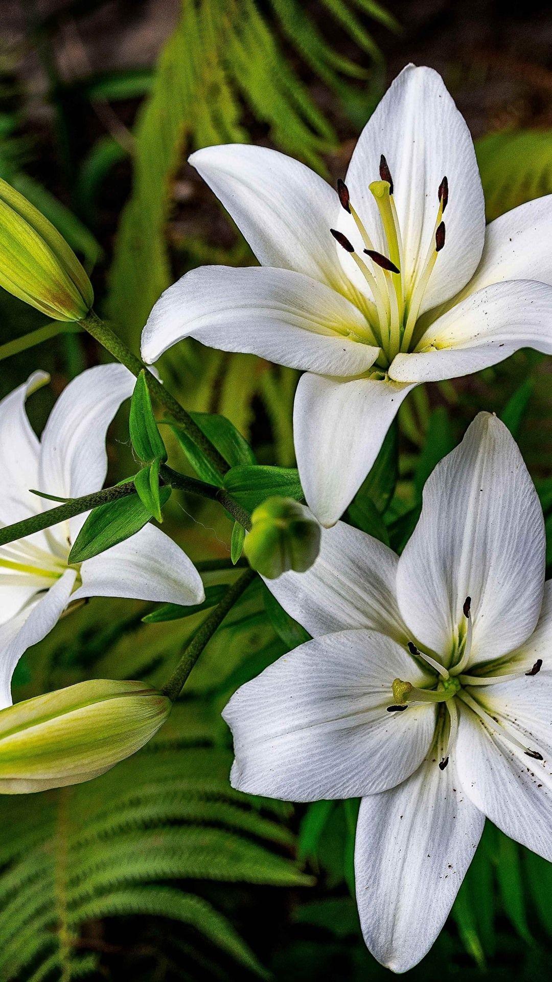 White Lily Flower Wallpapers Top Free White Lily Flower Backgrounds