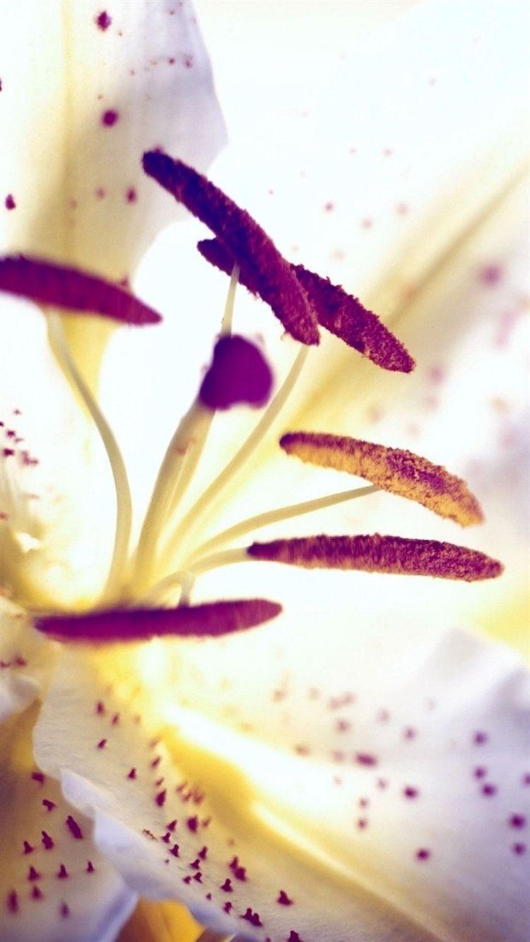 Lily iPhone Wallpapers Top Free Lily iPhone Backgrounds WallpaperAccess
