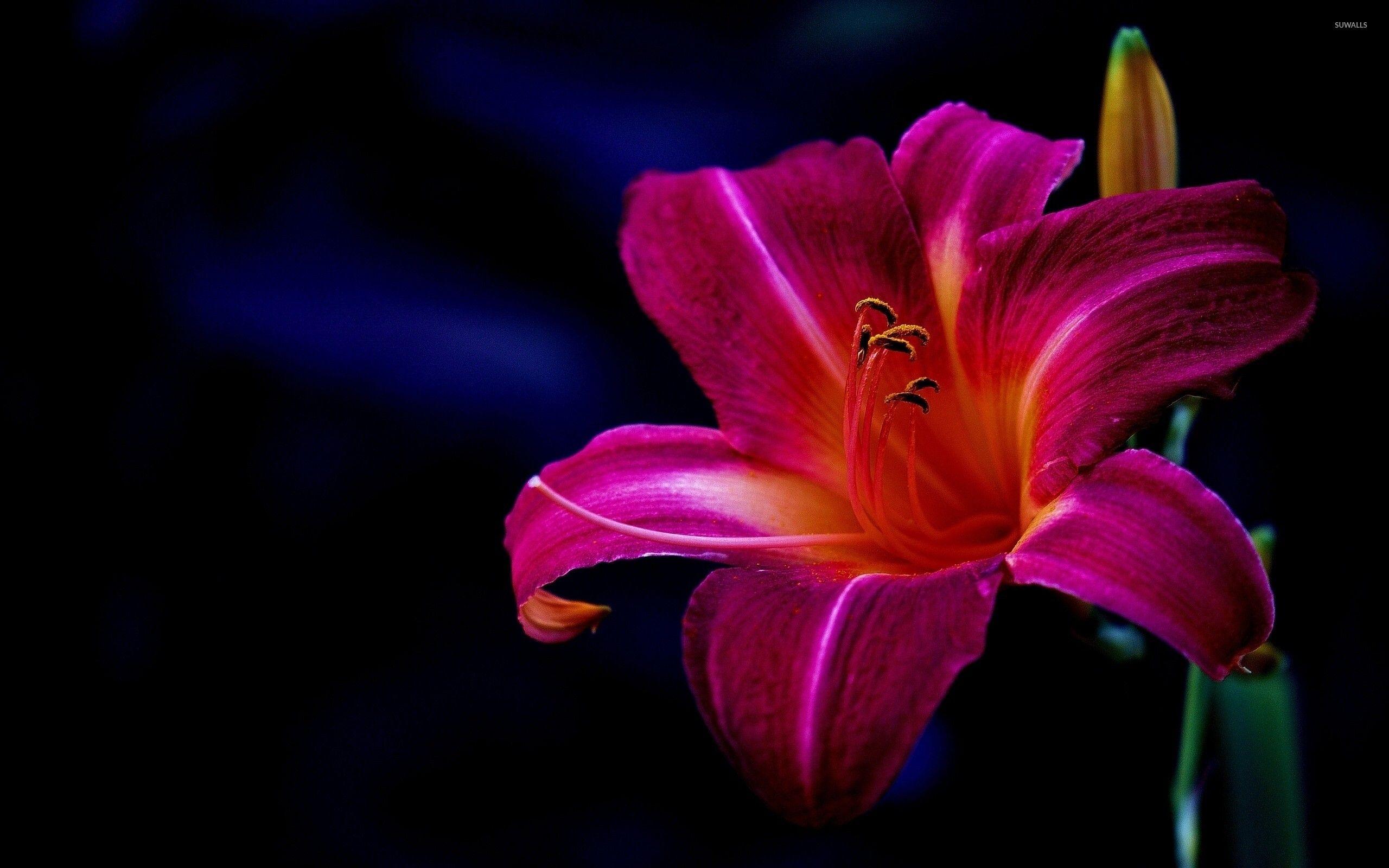 Lily iPhone Wallpapers Top Free Lily iPhone Backgrounds WallpaperAccess