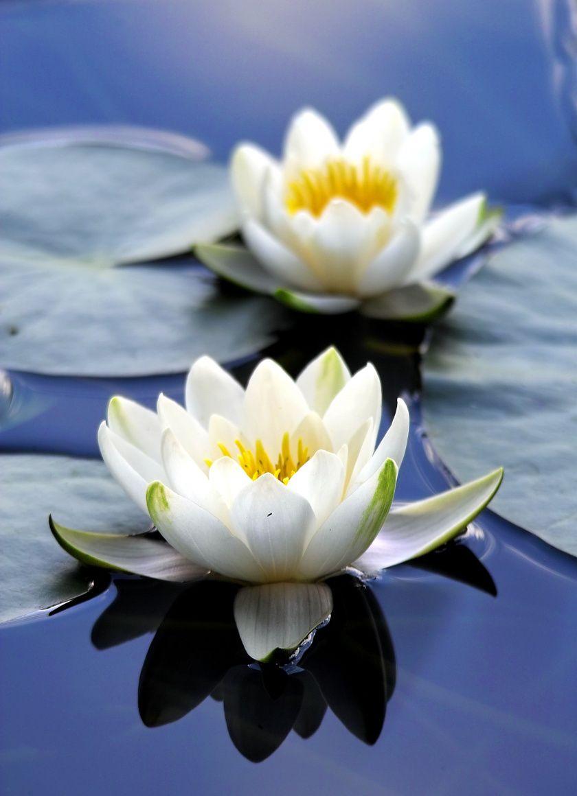 Lily iPhone Wallpapers Top Free Lily iPhone Backgrounds WallpaperAccess