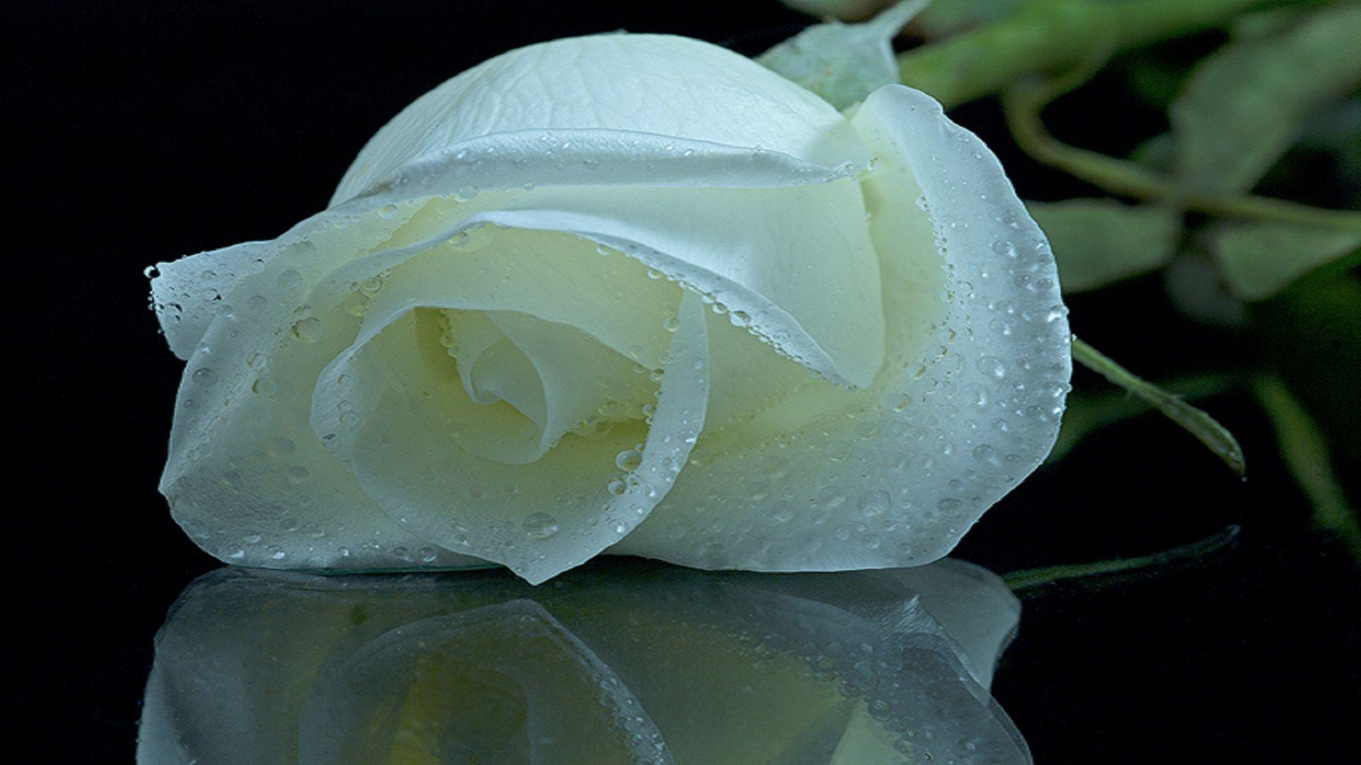 White Roses HD Wallpapers Top Free White Roses HD Backgrounds