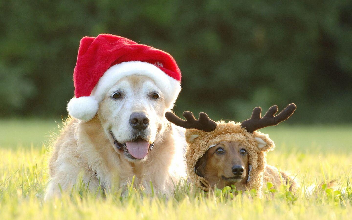 Funny Christmas Animal Wallpapers Top Free Funny Christmas Animal