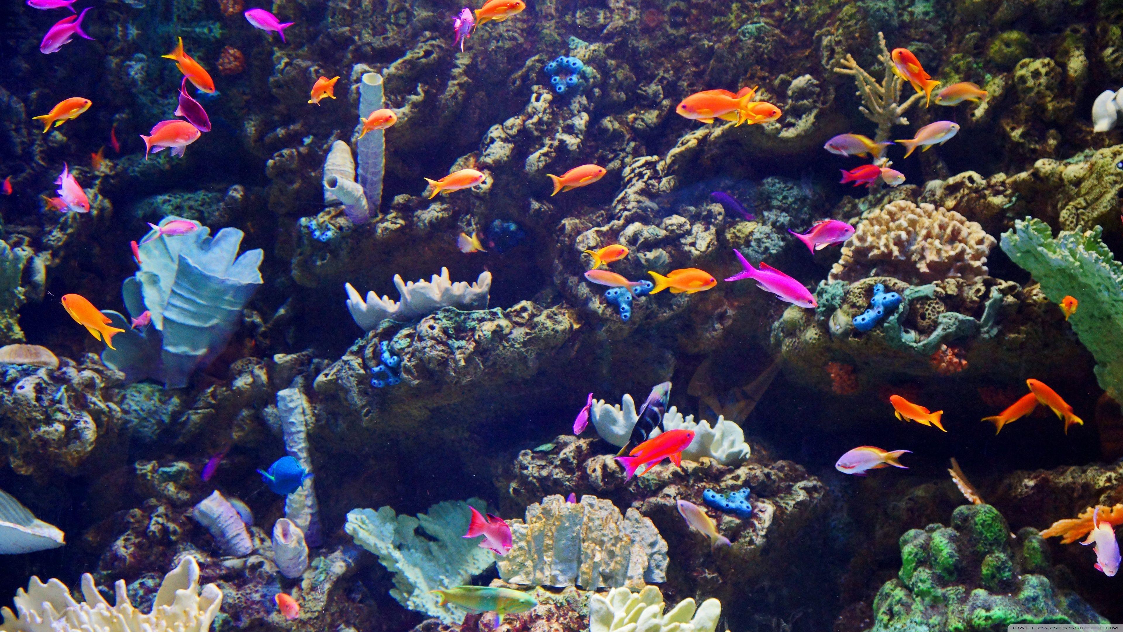 Aquarium 4K UHD Wallpapers Top Free Aquarium 4K UHD Backgrounds WallpaperAccess