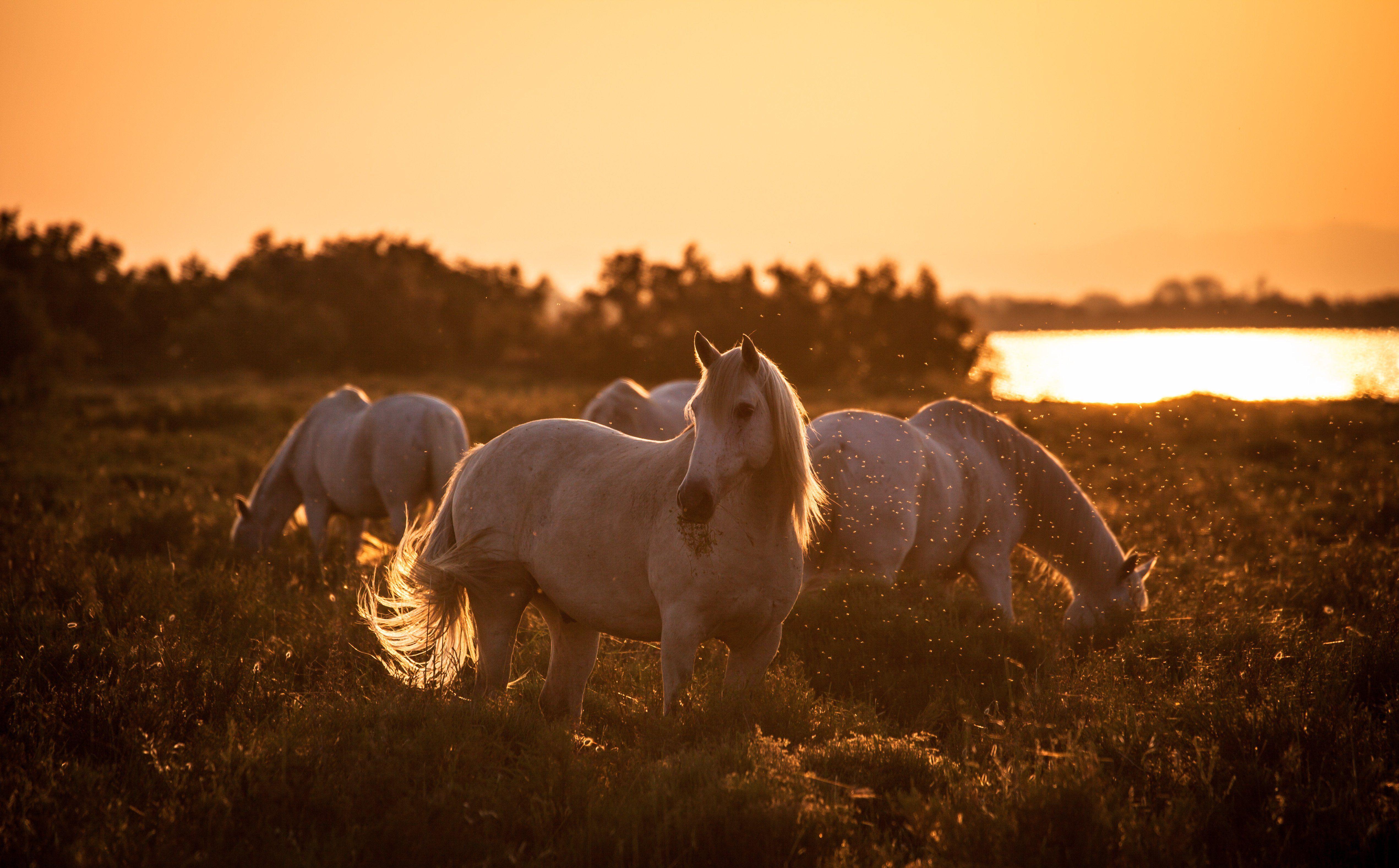 HD Horse Wallpapers Top Free HD Horse Backgrounds WallpaperAccess