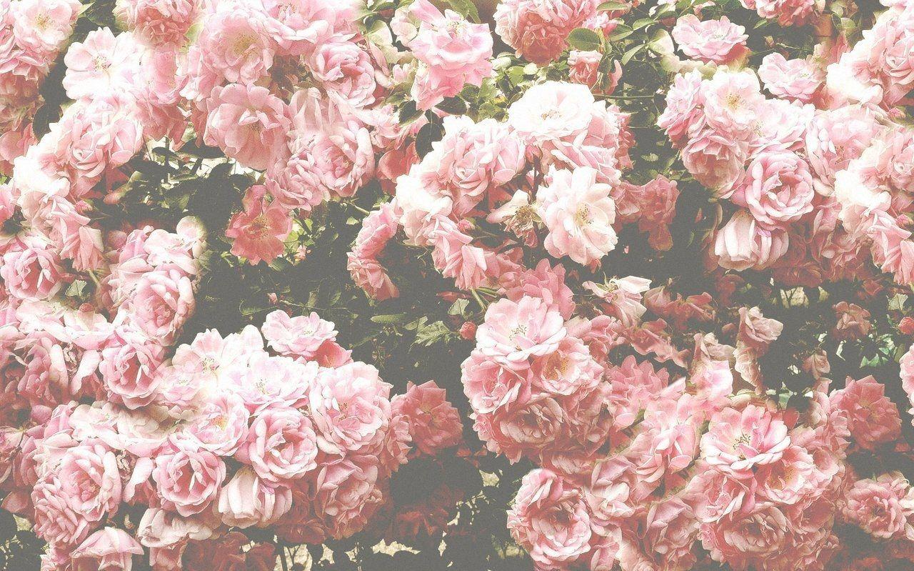 Pink Roses Vintage Wallpapers Top Free Pink Roses Vintage Backgrounds