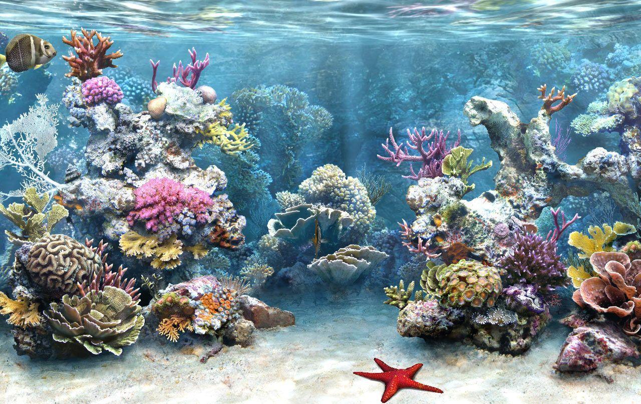 Saltwater Aquarium Wallpapers Top Free Saltwater Aquarium Backgrounds WallpaperAccess