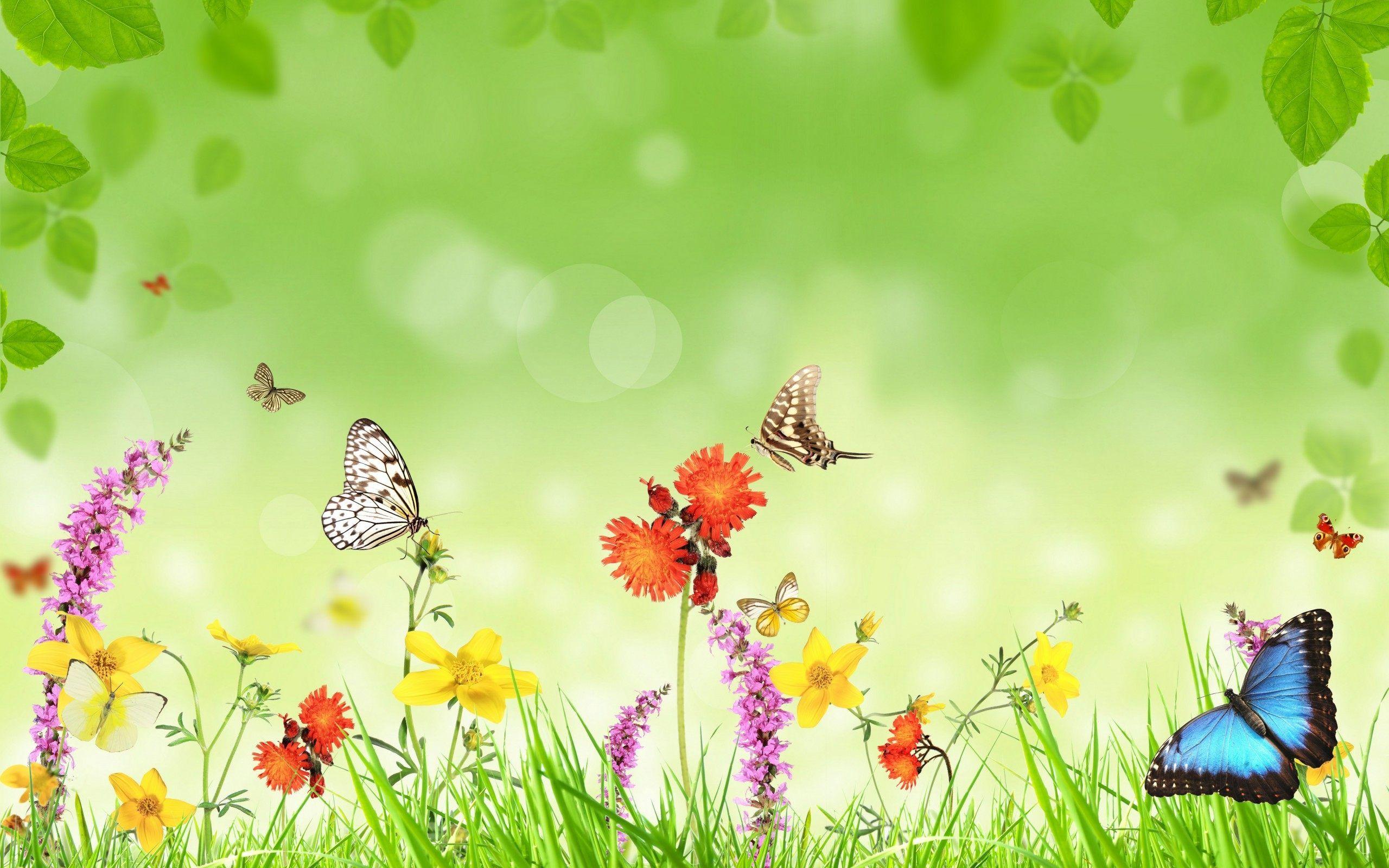 Butterfly Garden Wallpapers Top Free Butterfly Garden Backgrounds