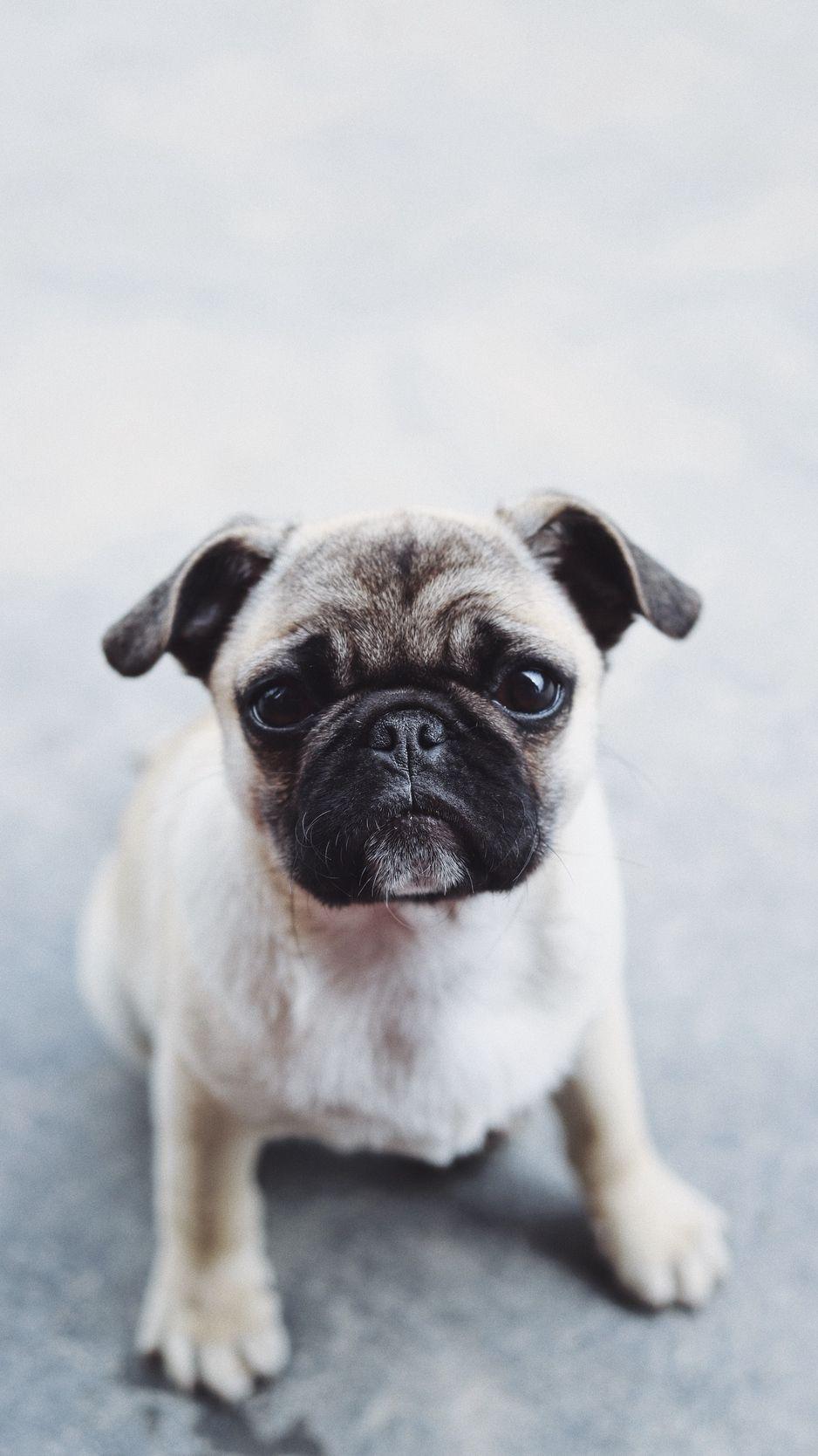 Cute Puppy iPhone Wallpapers Top Free Cute Puppy iPhone Backgrounds