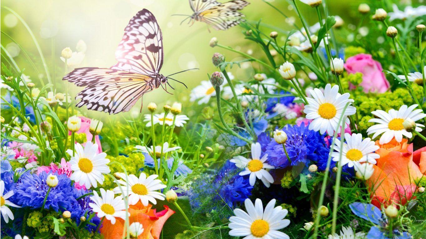 Butterfly Garden Wallpapers Top Free Butterfly Garden Backgrounds WallpaperAccess