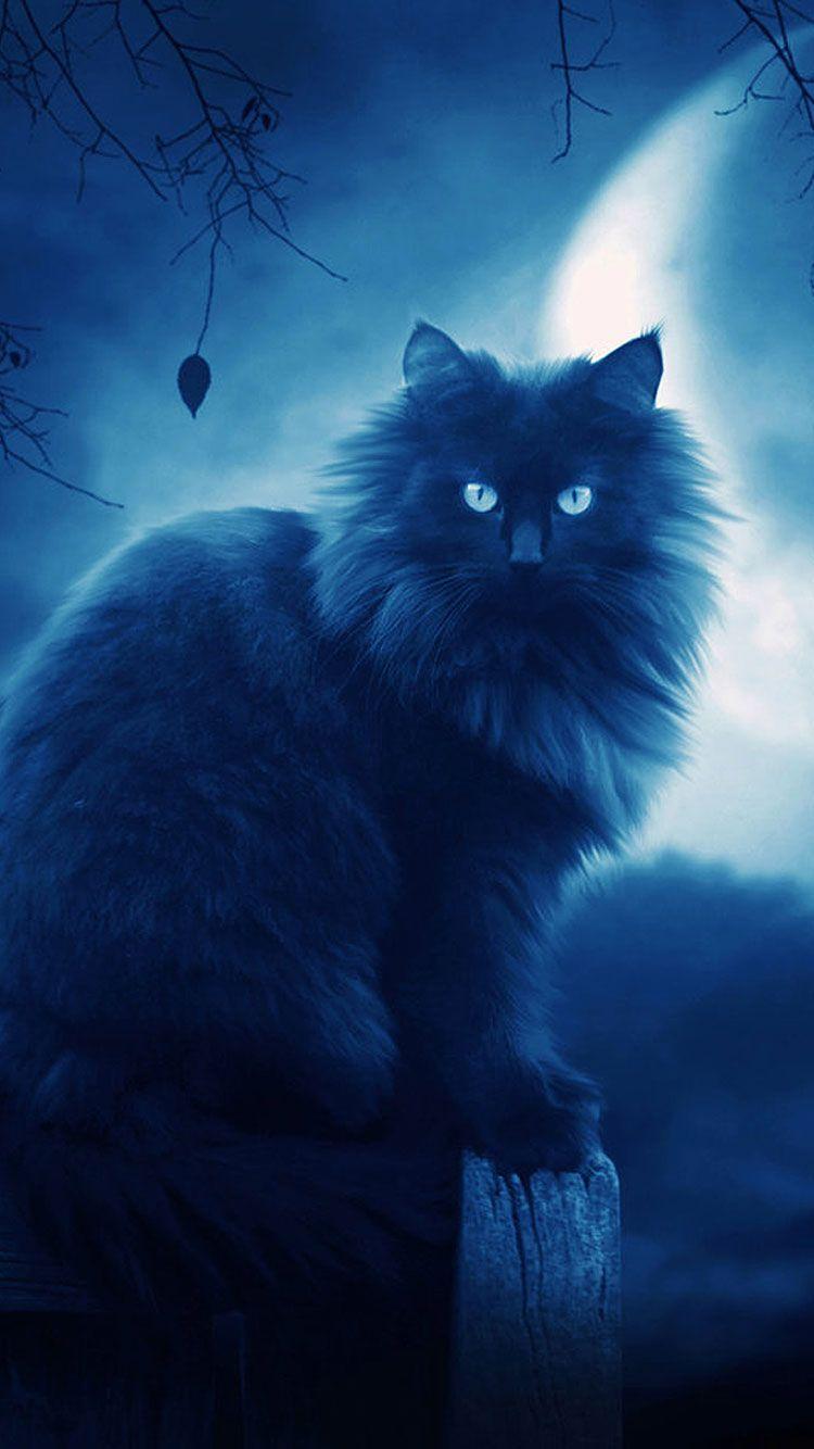 Cool Cat iPhone Wallpapers Top Free Cool Cat iPhone Backgrounds