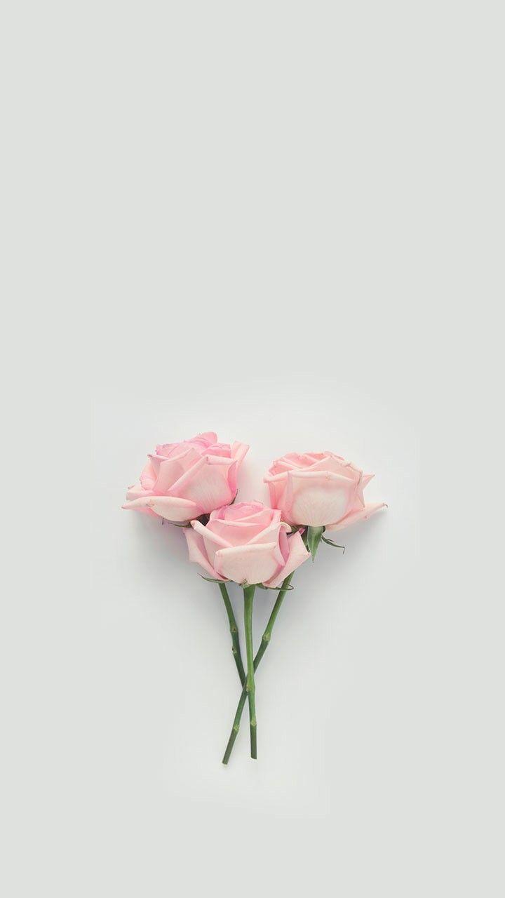Pastel Roses Wallpapers Top Free Pastel Roses Backgrounds