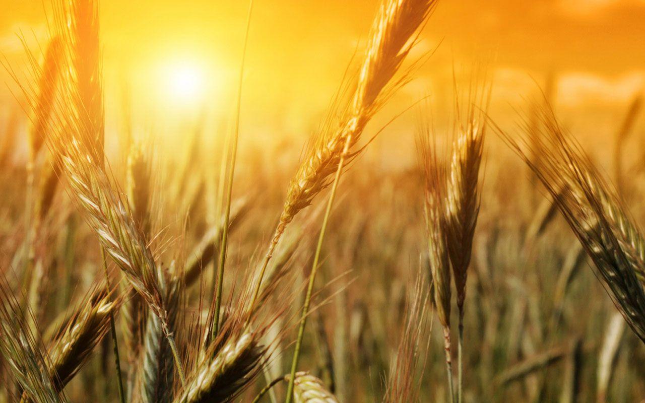 Wheat Harvest Wallpapers Top Free Wheat Harvest Backgrounds