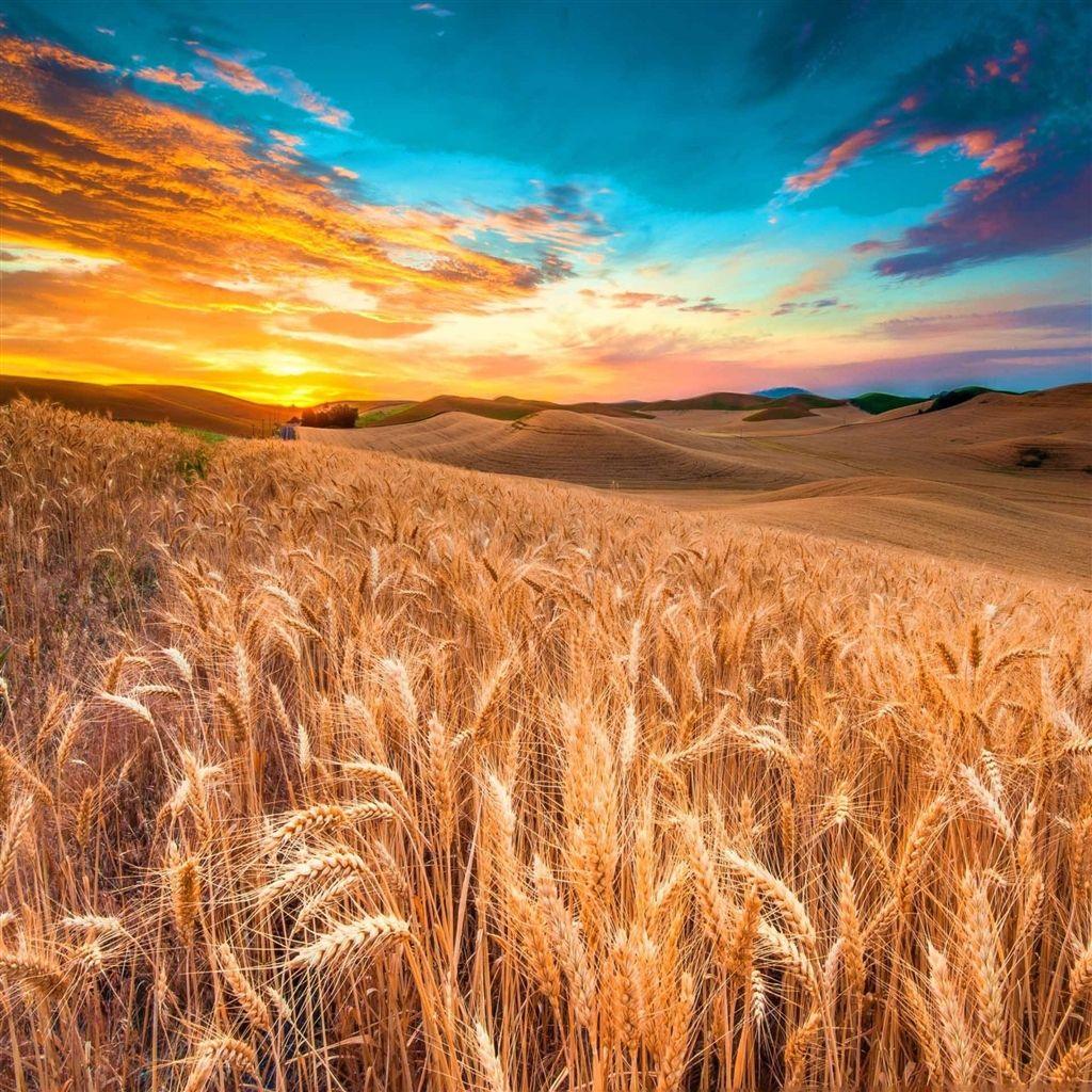 Harvest Wallpapers Top Free Harvest Backgrounds WallpaperAccess