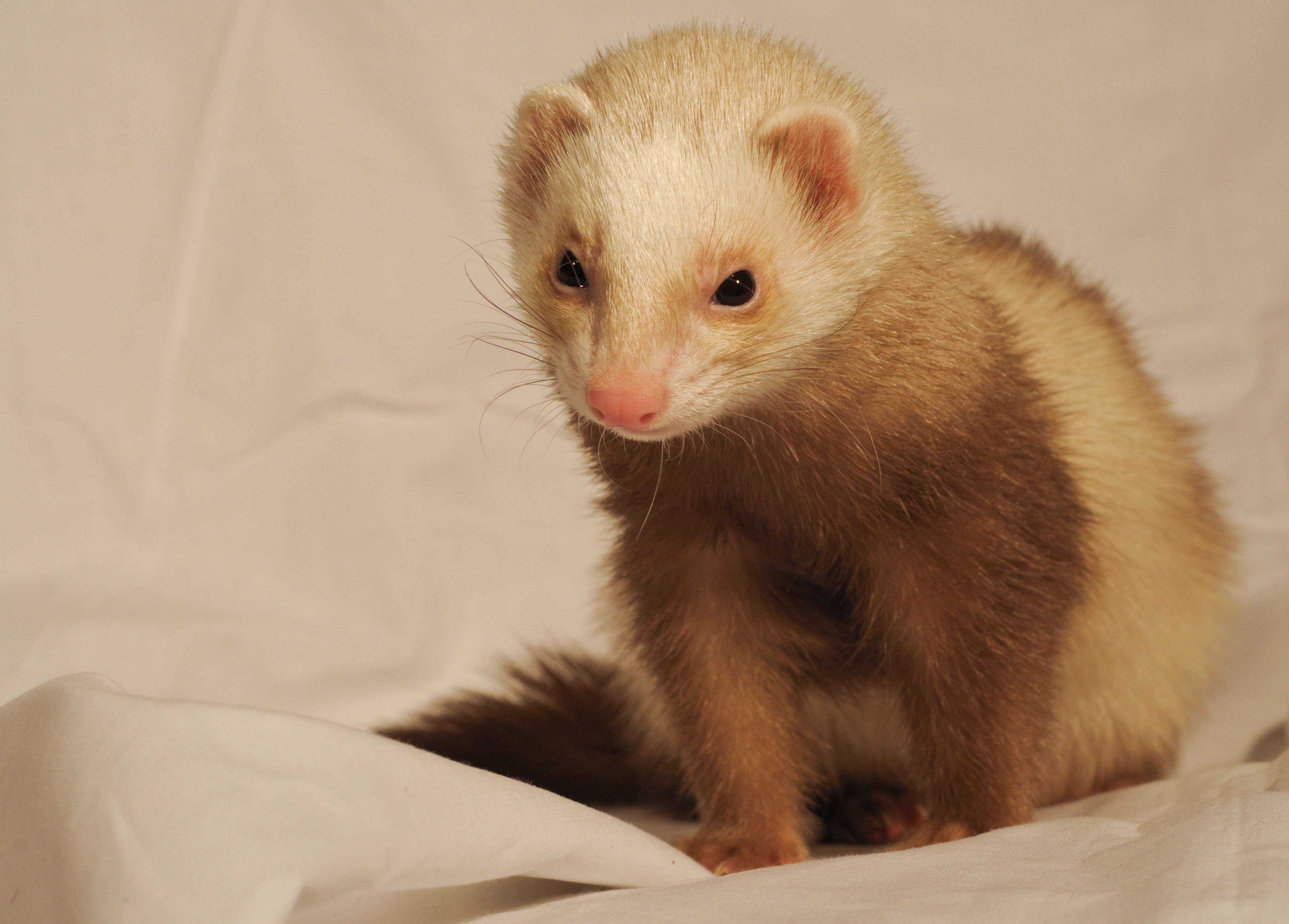 Ferret Wallpapers Top Free Ferret Backgrounds WallpaperAccess