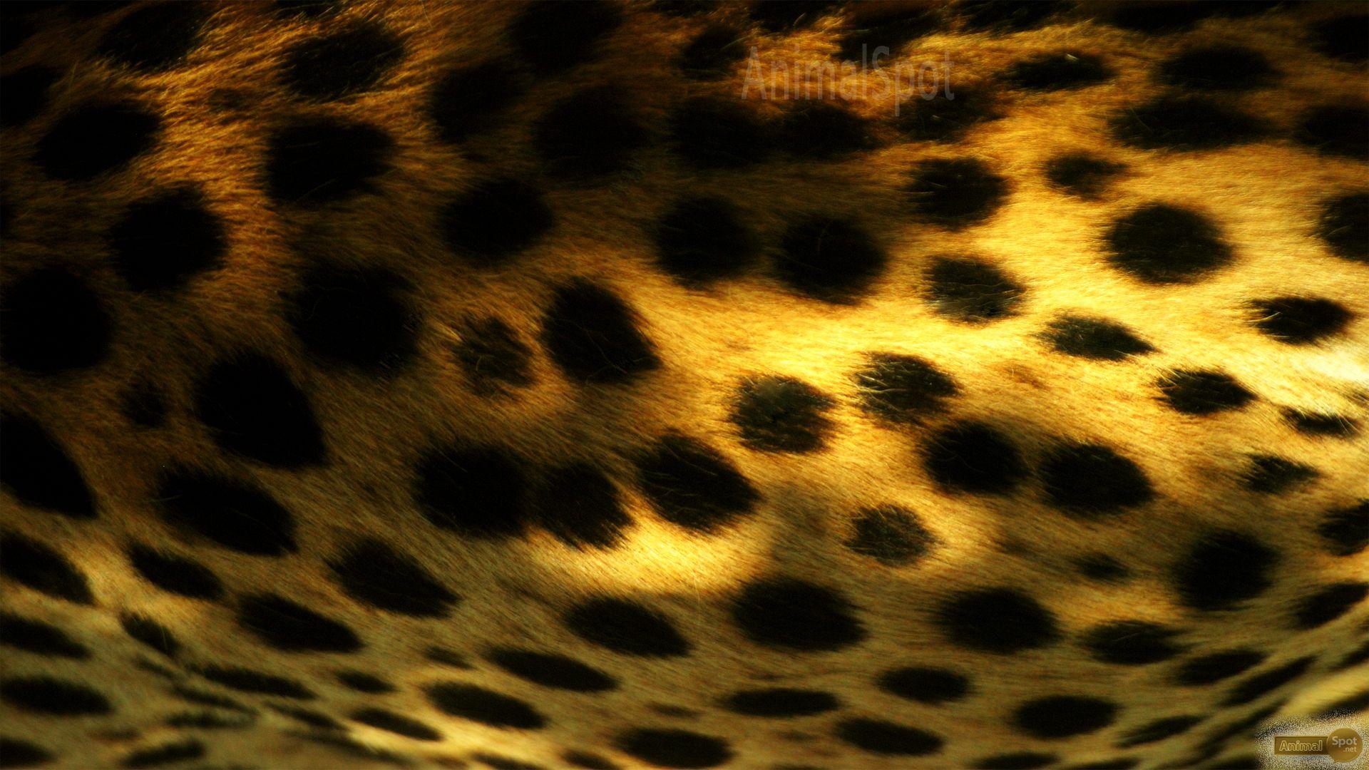 Cheetah Print Wallpapers Top Free Cheetah Print Backgrounds