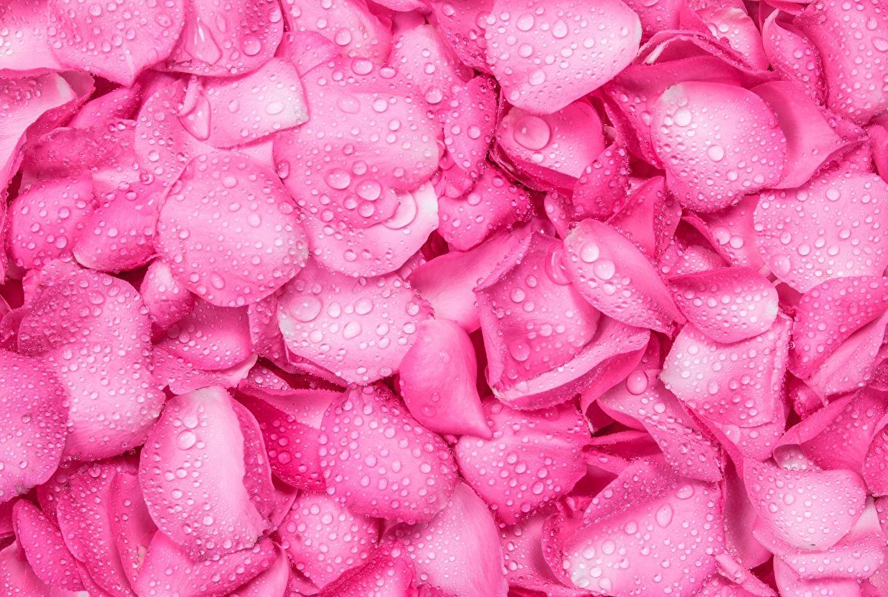 Pink Color Wallpapers Top Free Pink Color Backgrounds WallpaperAccess