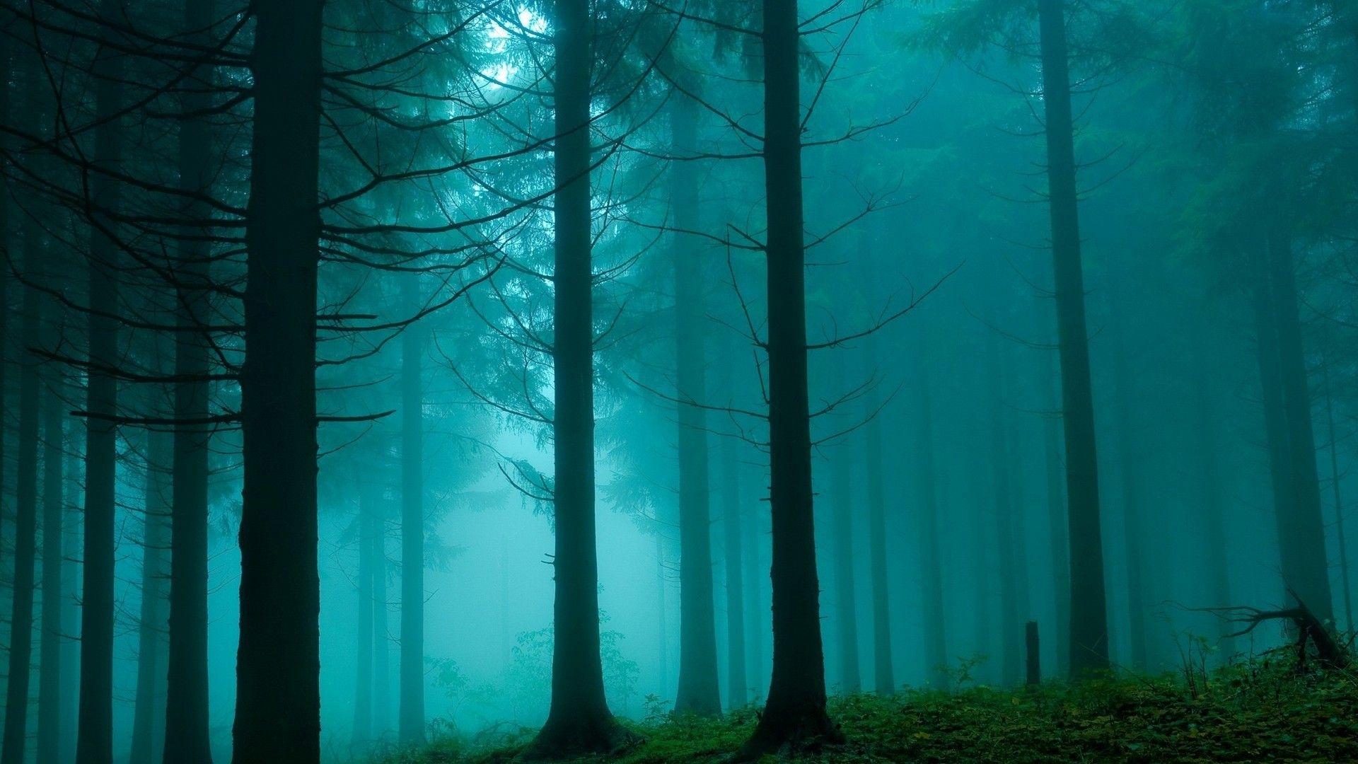 Dense Forest Wallpapers Top Free Dense Forest Backgrounds